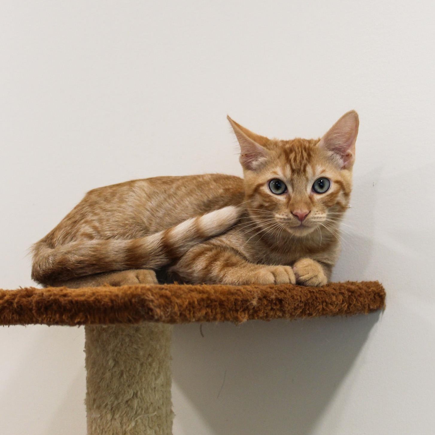 Enlarge Wyatt, a Adoptable Domestic Short Hair in Newport Beach, CA image 2/3