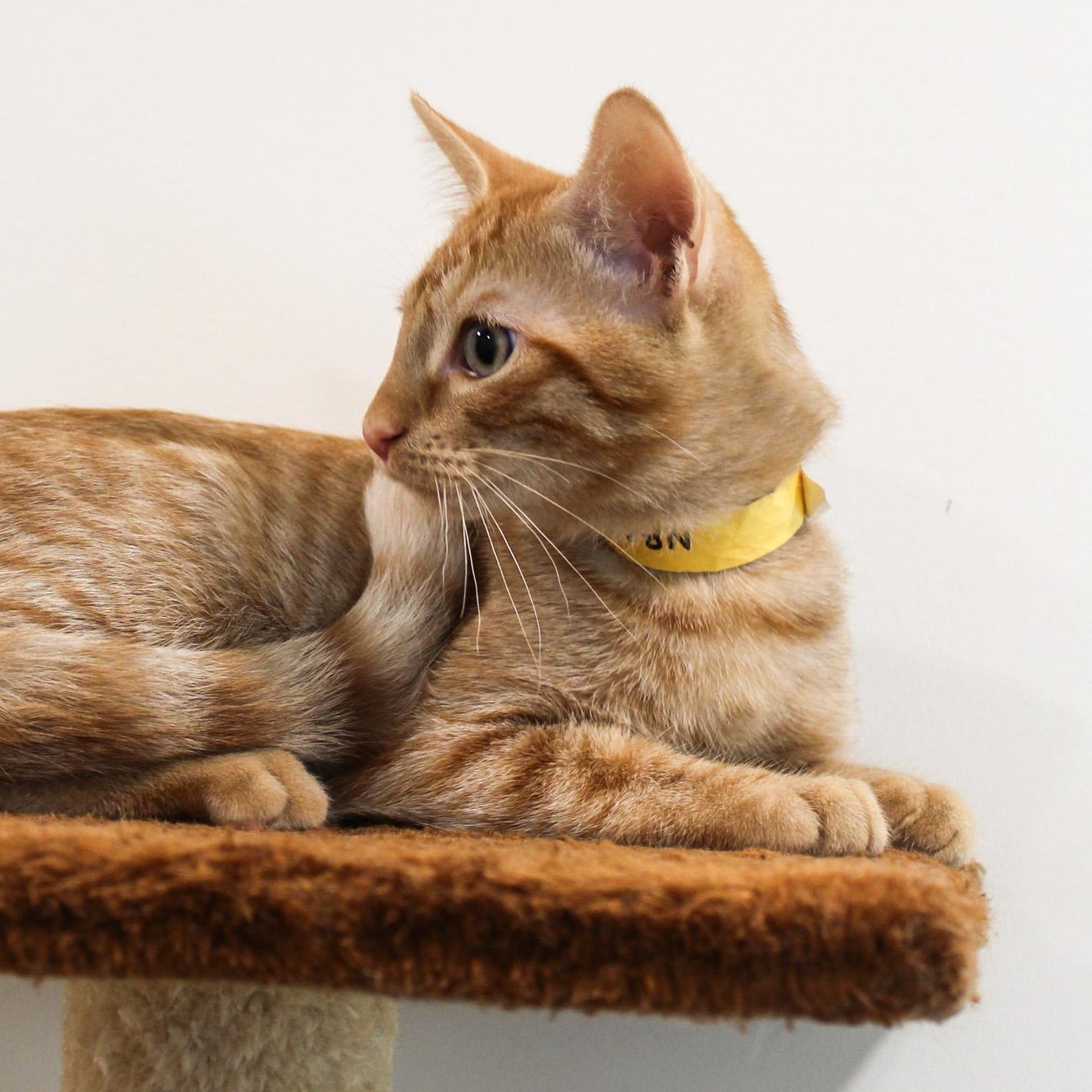 Enlarge Wyatt, a Adoptable Domestic Short Hair in Newport Beach, CA image 3/3