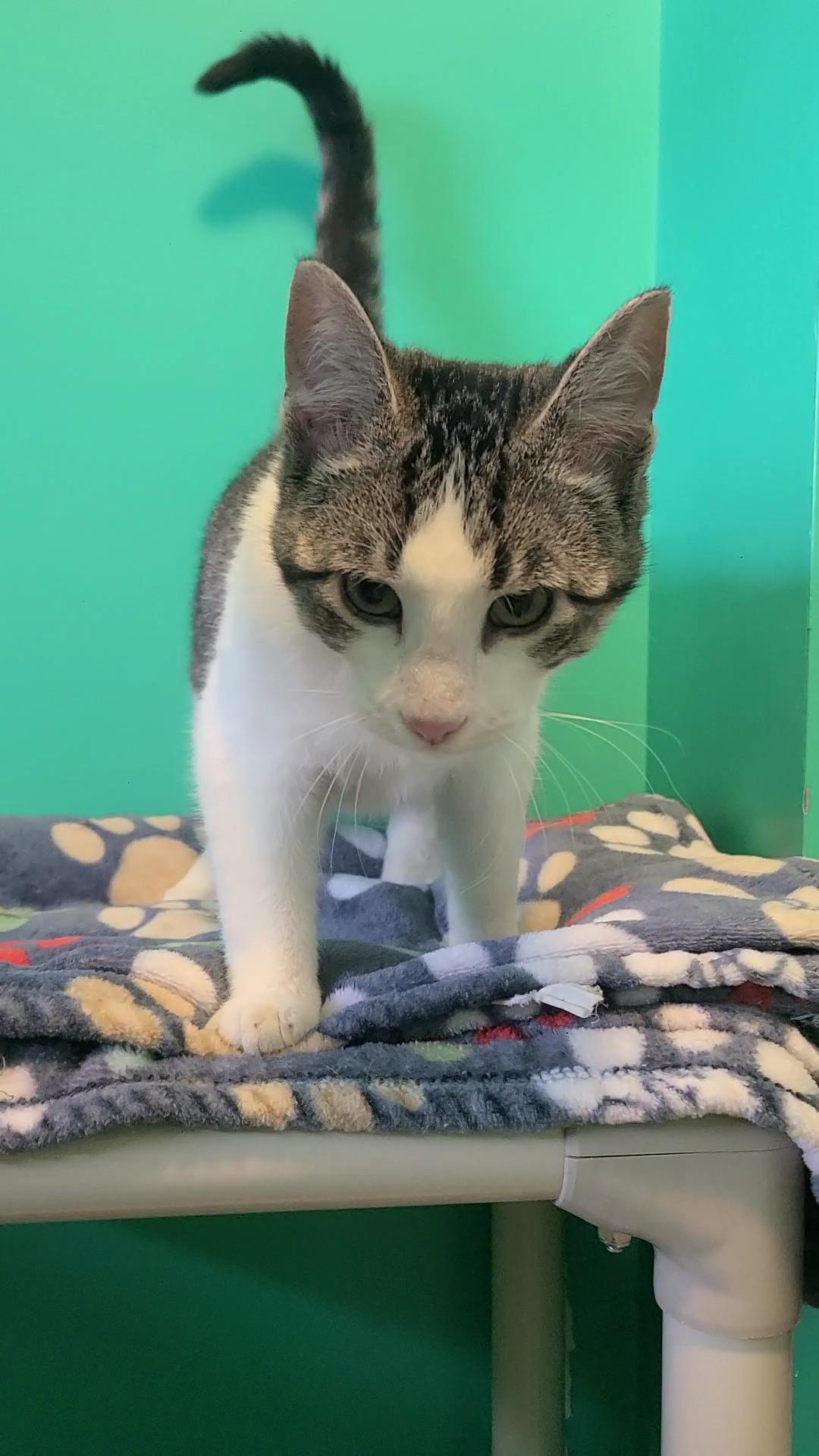 Enlarge Dasher, a ADOPTABLE Domestic Short Hair in Elizabeth, IL image 1/3