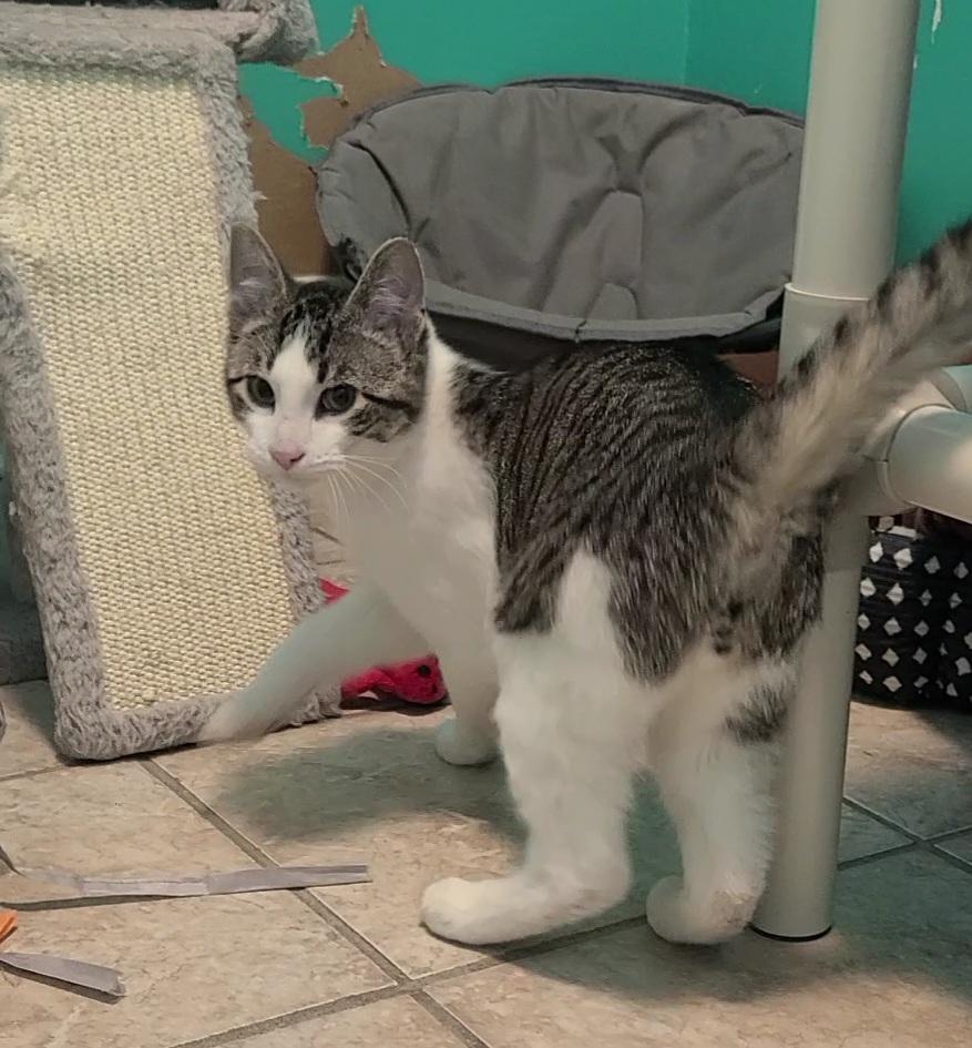 Enlarge Dasher, a ADOPTABLE Domestic Short Hair in Elizabeth, IL image 2/3