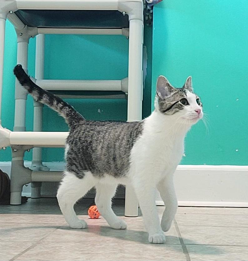 Enlarge Dasher, a ADOPTABLE Domestic Short Hair in Elizabeth, IL image 3/3