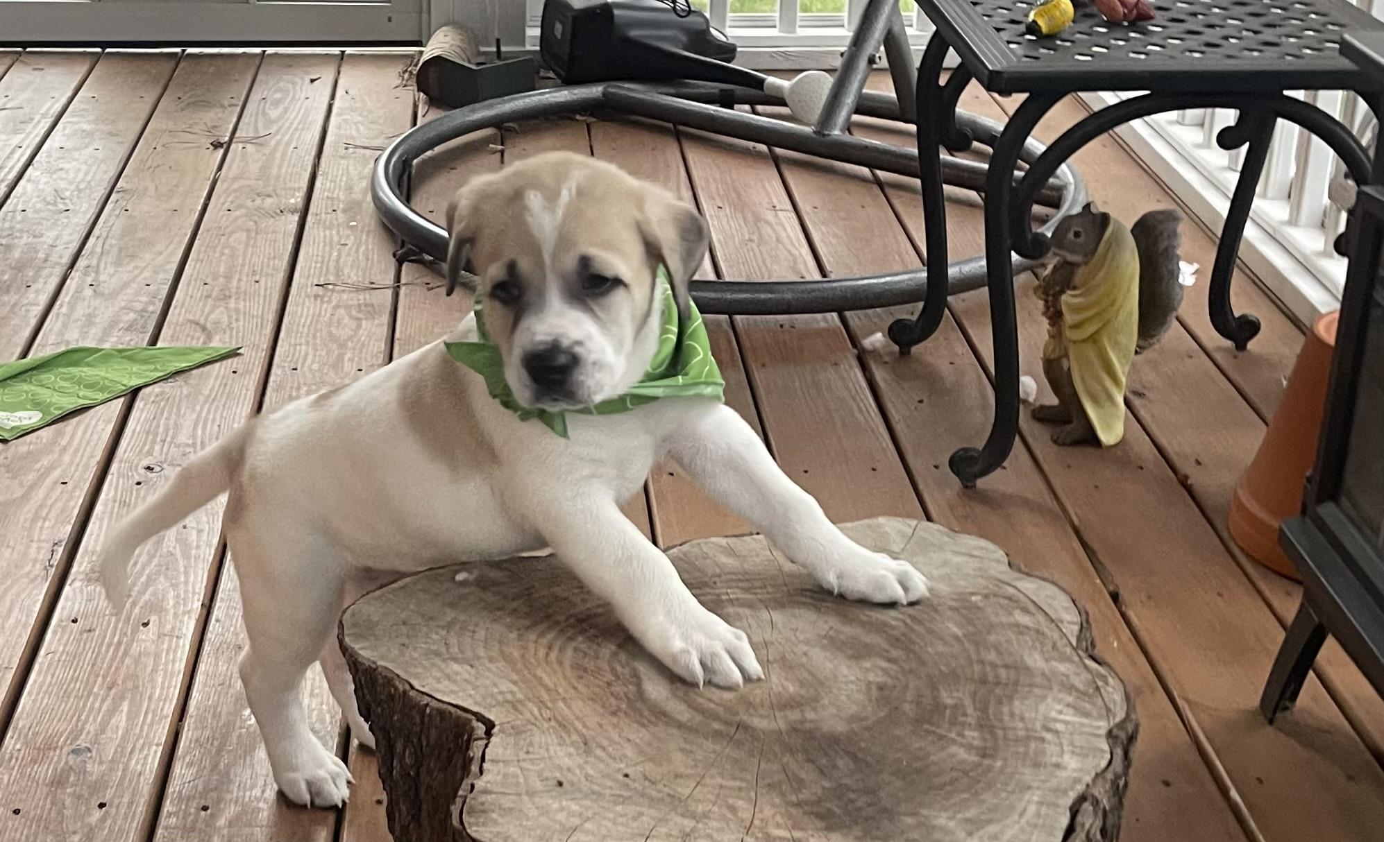 Enlarge Snickerdoodle , a ADOPTABLE mixed breed in Kannapolis, NC image 4/5