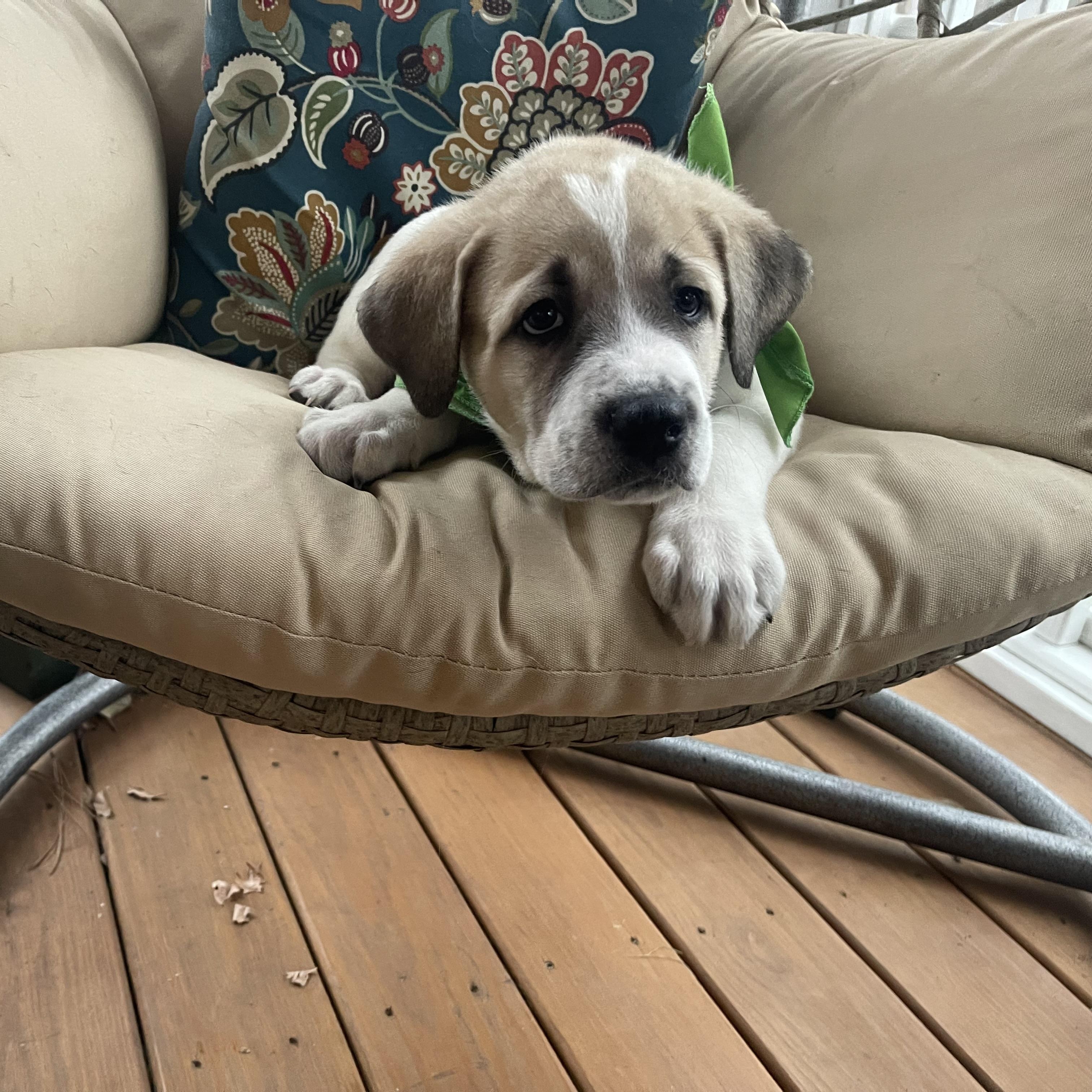 Snickerdoodle , a ADOPTABLE mixed breed in Kannapolis, NC image 3/5