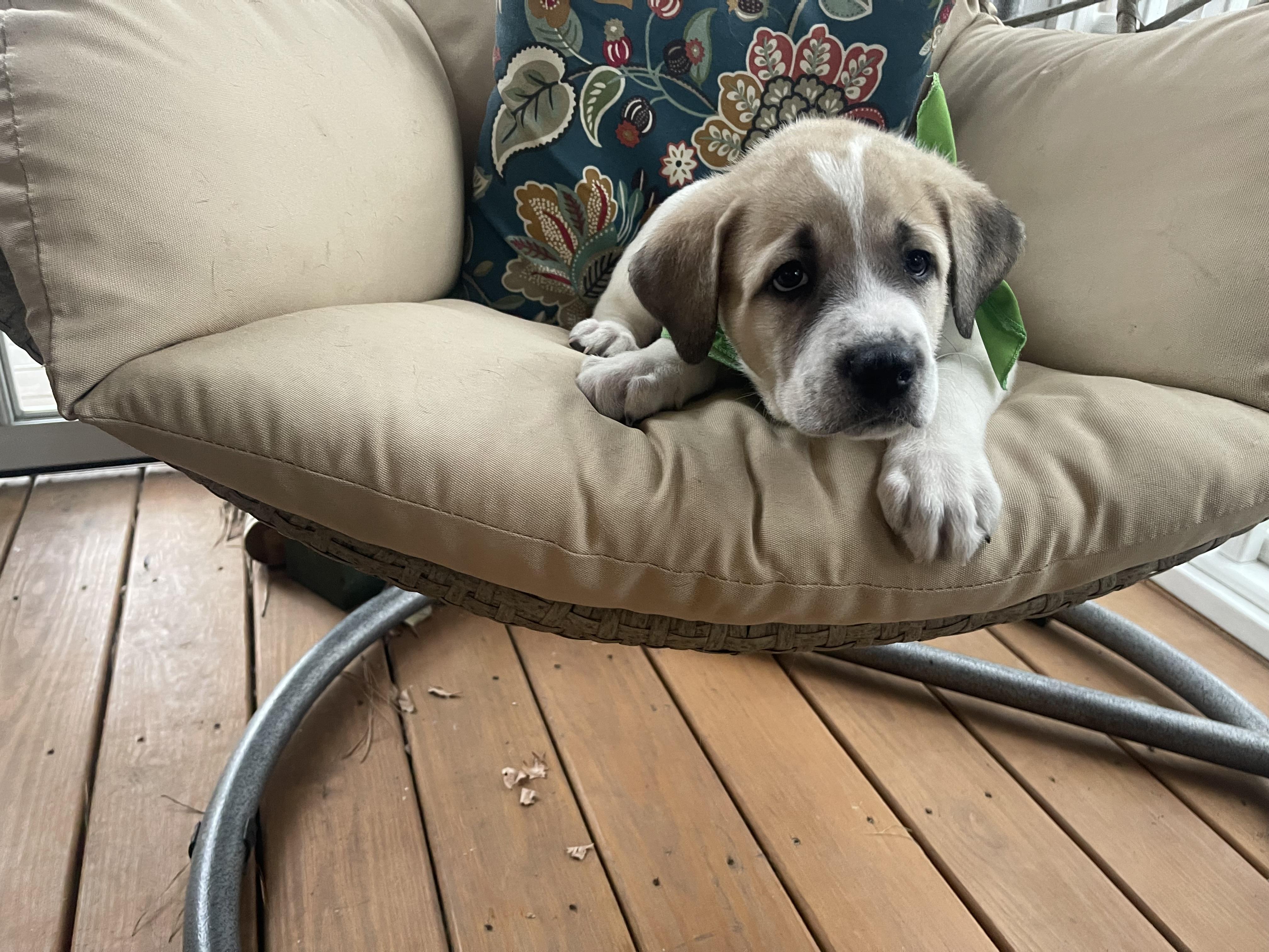 Enlarge Snickerdoodle , a ADOPTABLE mixed breed in Kannapolis, NC image 3/5