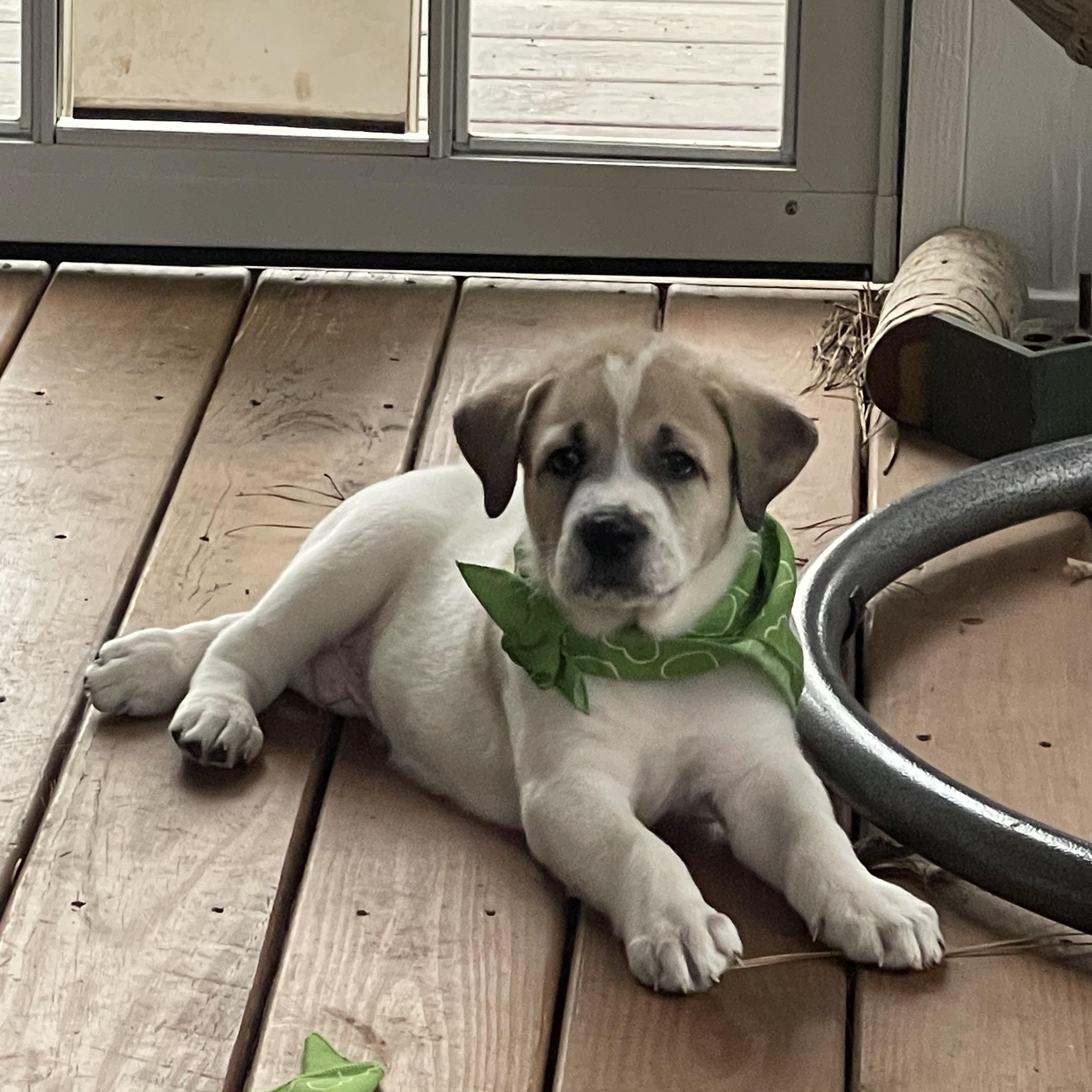 Enlarge Snickerdoodle , a ADOPTABLE mixed breed in Kannapolis, NC image 1/5