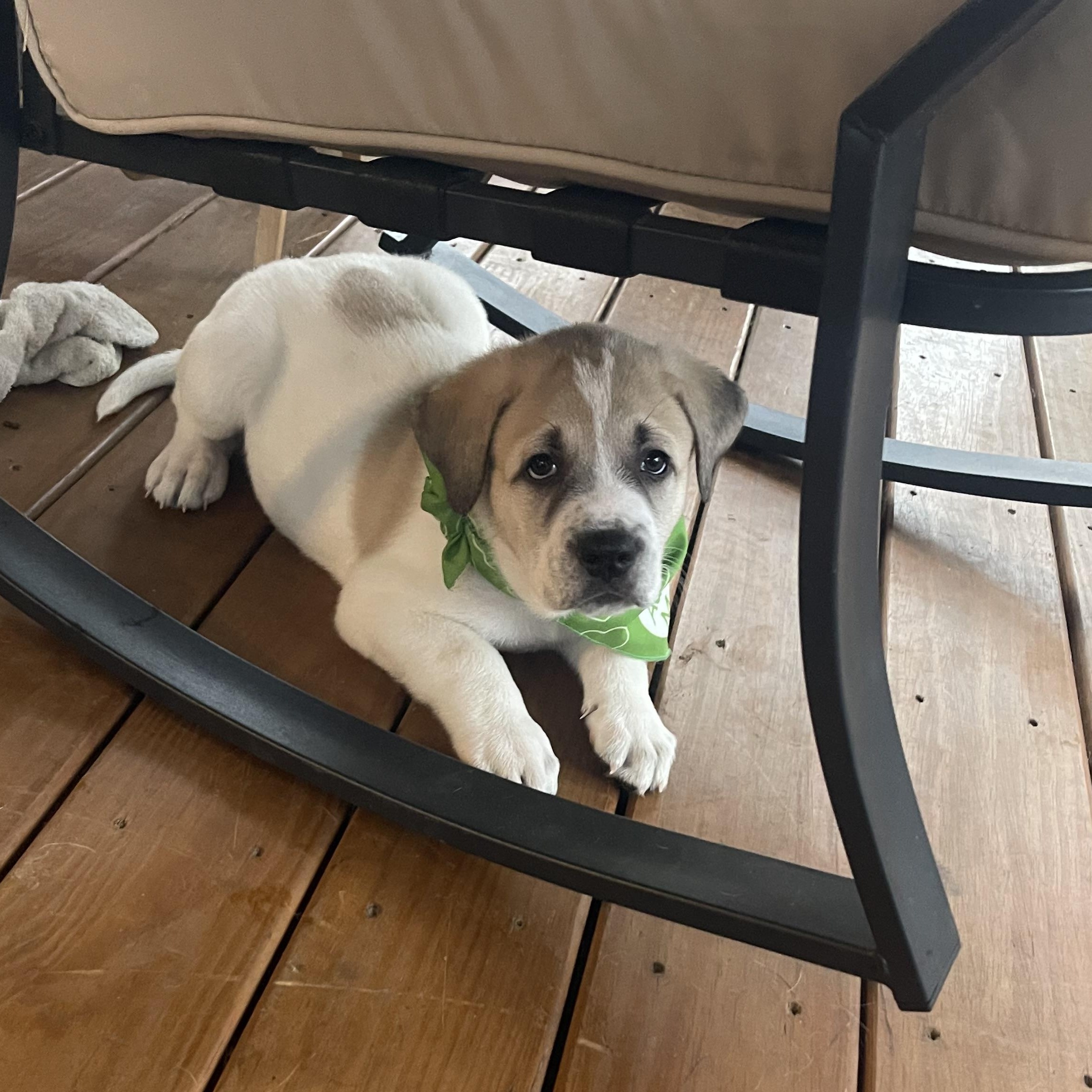 Snickerdoodle , a ADOPTABLE mixed breed in Kannapolis, NC image 2/5