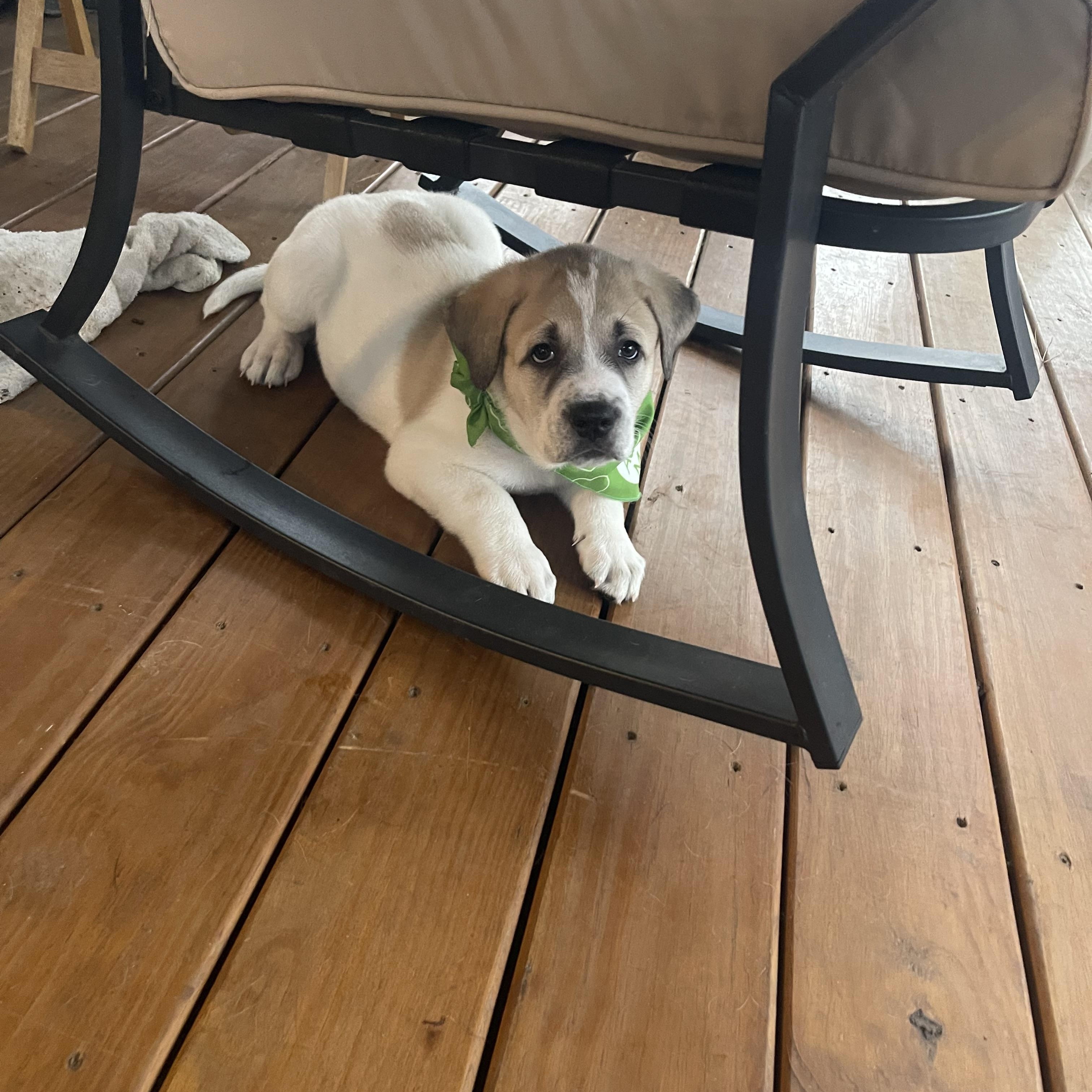 Enlarge Snickerdoodle , a ADOPTABLE mixed breed in Kannapolis, NC image 2/5