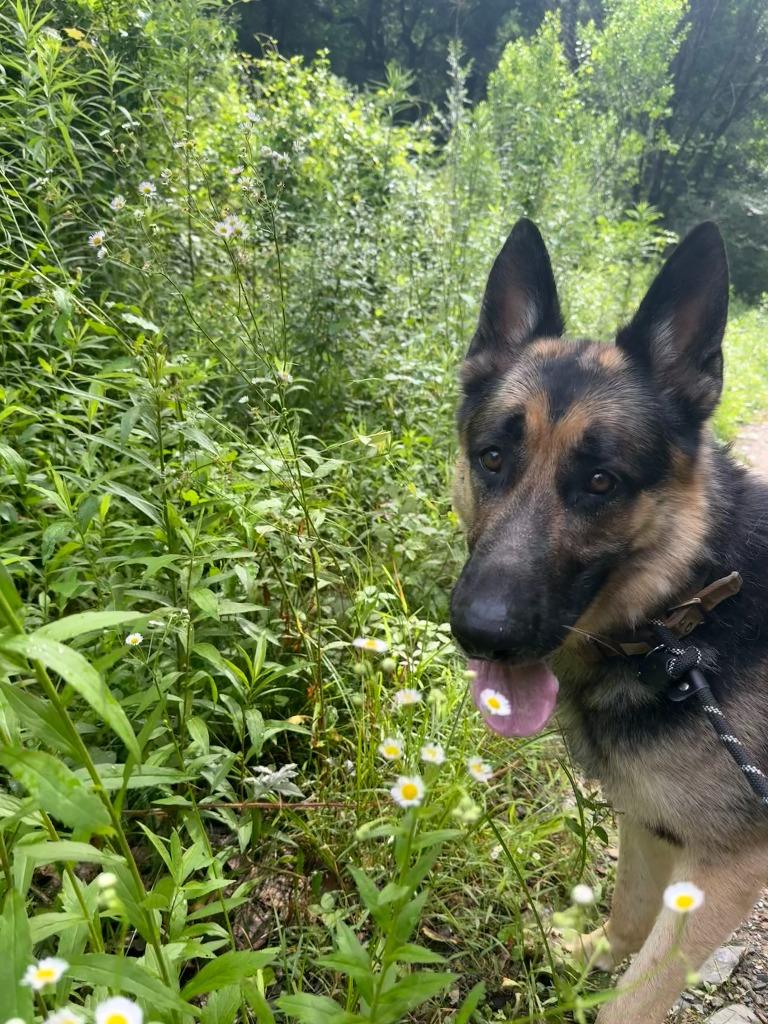 Ceasar, a Adopted German Shepherd Dog in Little Rock, AR image 1/5