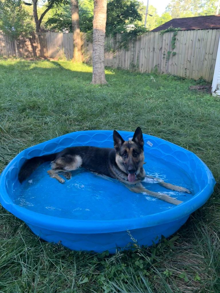 Ceasar, a Adopted German Shepherd Dog in Little Rock, AR image 2/5
