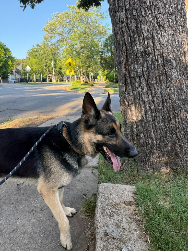 Ceasar, a Adopted German Shepherd Dog in Little Rock, AR image 3/5