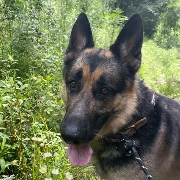 Ceasar, a Adopted German Shepherd Dog in Little Rock, AR image 4/5