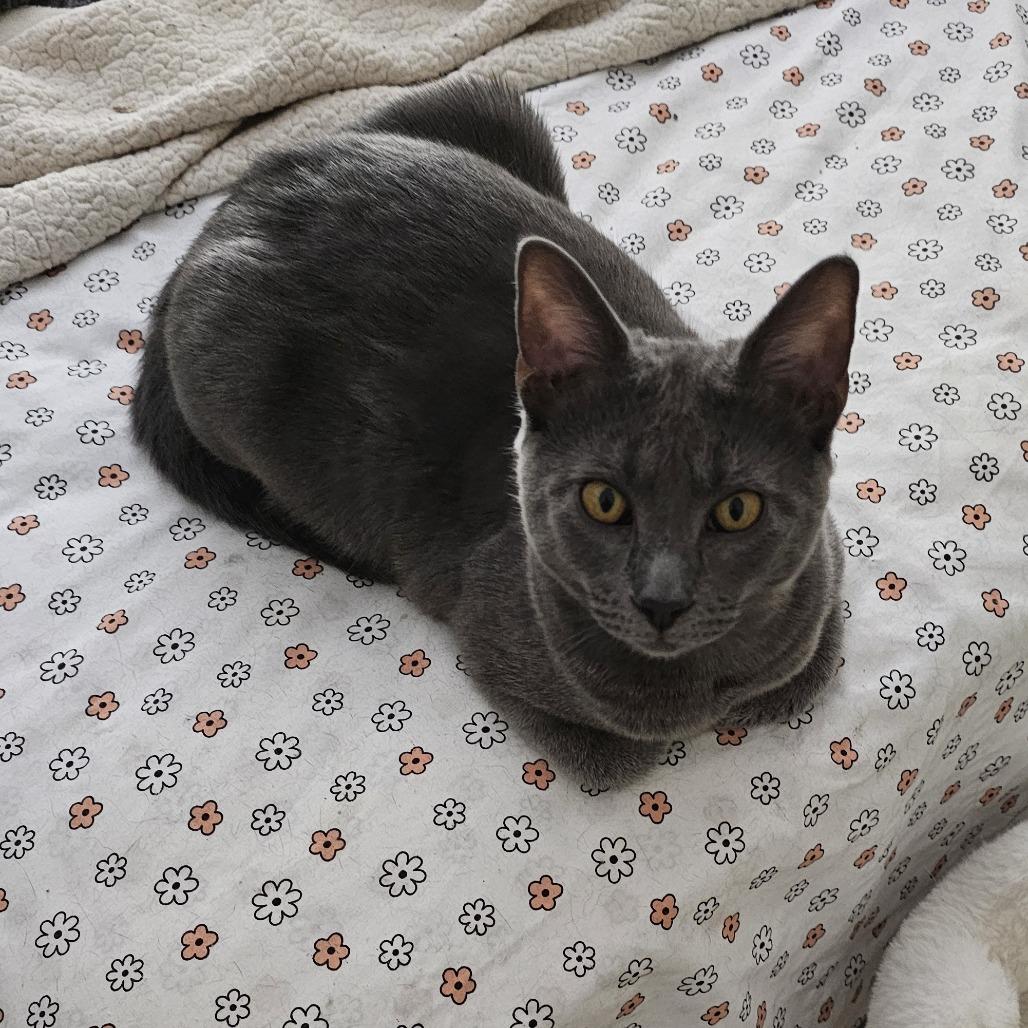 Enlarge Grayson, a Adoptable Domestic Short Hair in Tuscaloosa, AL image 2/6