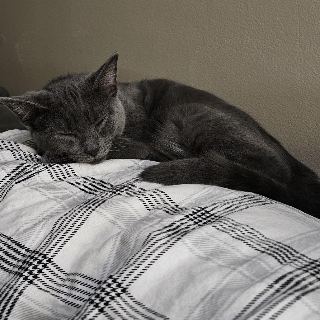 Enlarge Grayson, a Adoptable Domestic Short Hair in Tuscaloosa, AL image 4/6