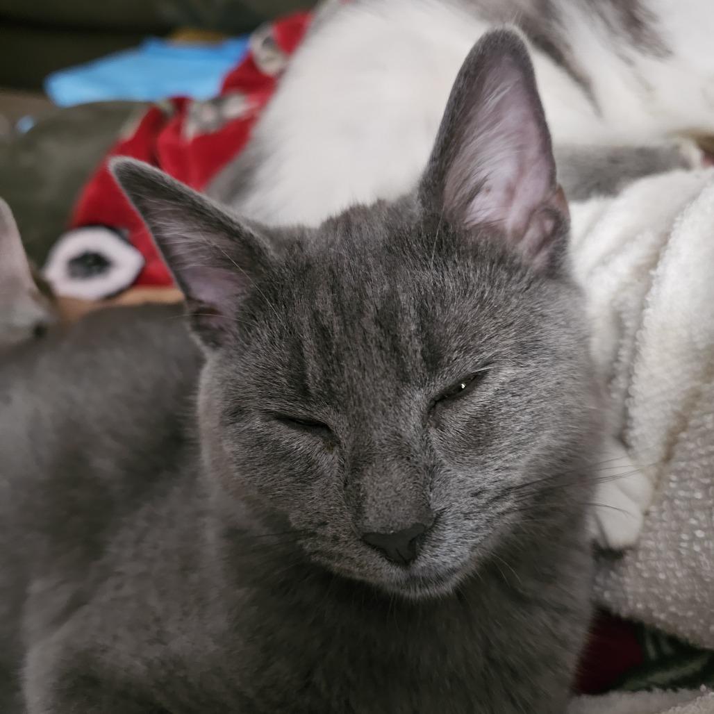 Enlarge Grayson, a Adoptable Domestic Short Hair in Tuscaloosa, AL image 5/6