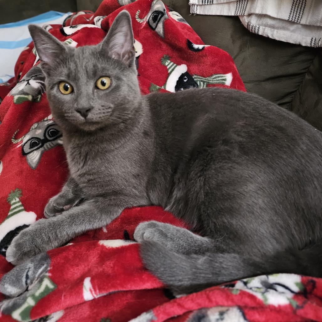 Enlarge Grayson, a Adoptable Domestic Short Hair in Tuscaloosa, AL image 6/6