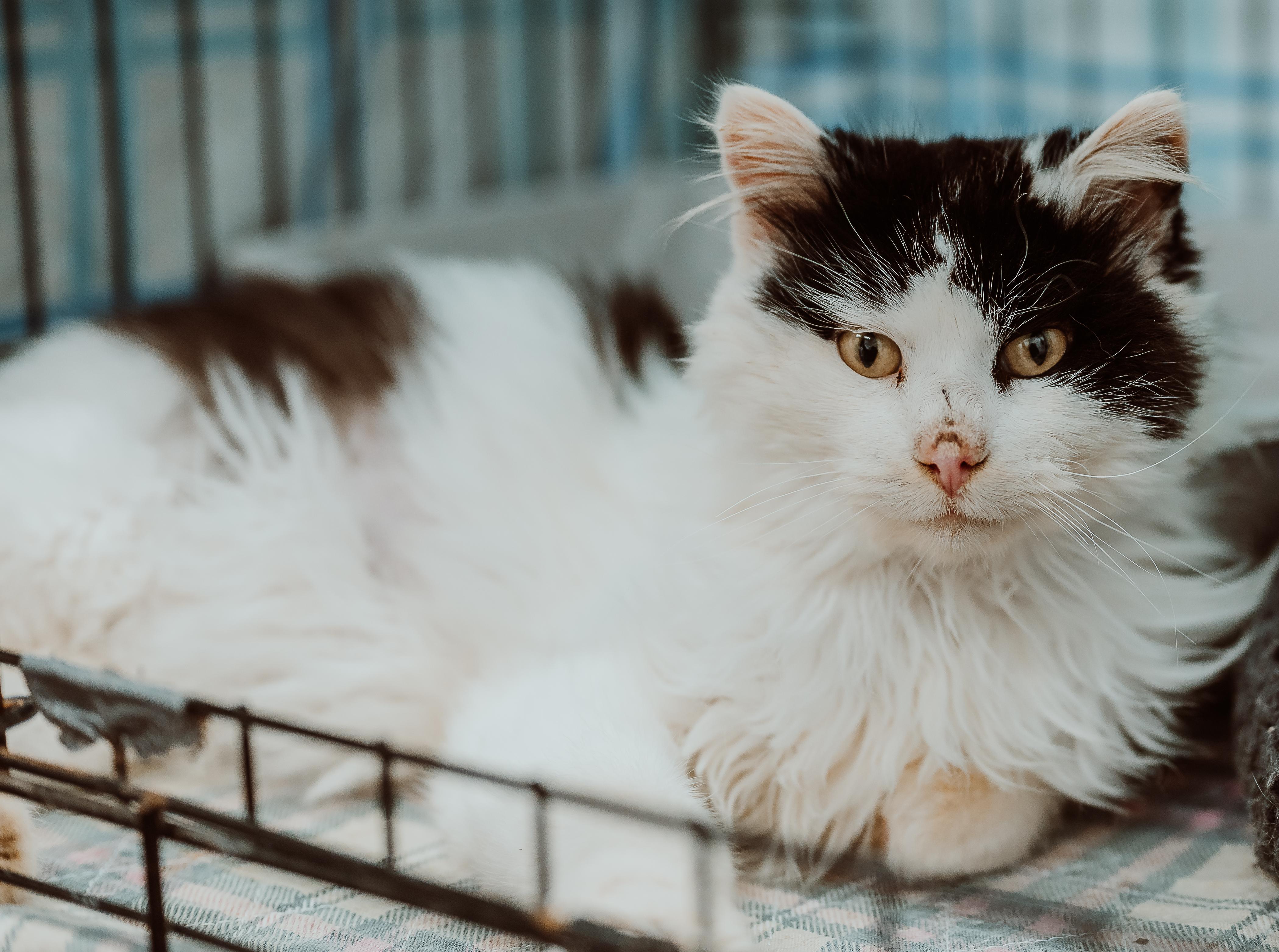 Enlarge Moopy, an adopted Domestic Long Hair in Le Mars, IA image 1/1