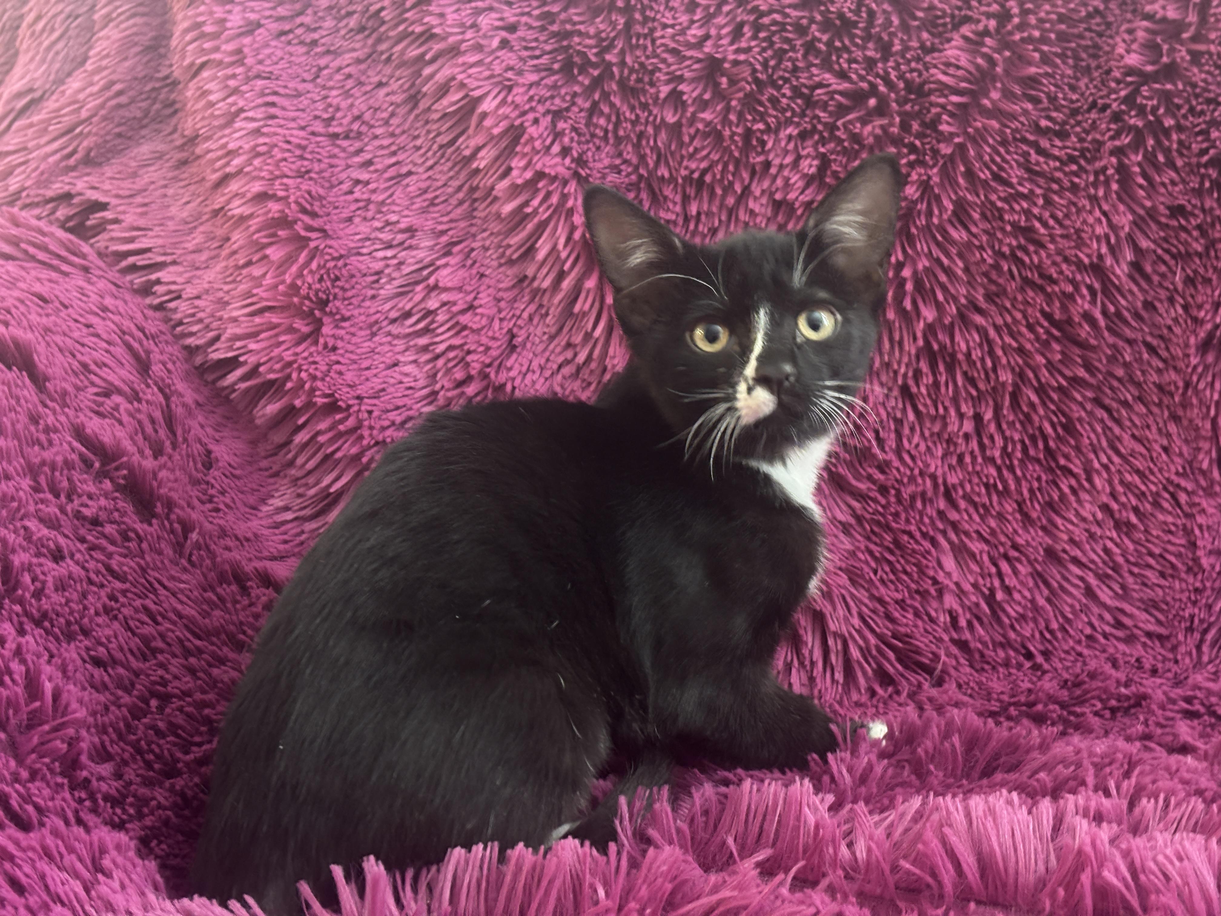 RYLIE - Cuddly, Sweet, Bottle Baby!, a Adoptable Domestic Short Hair in Plano, TX image 4/6