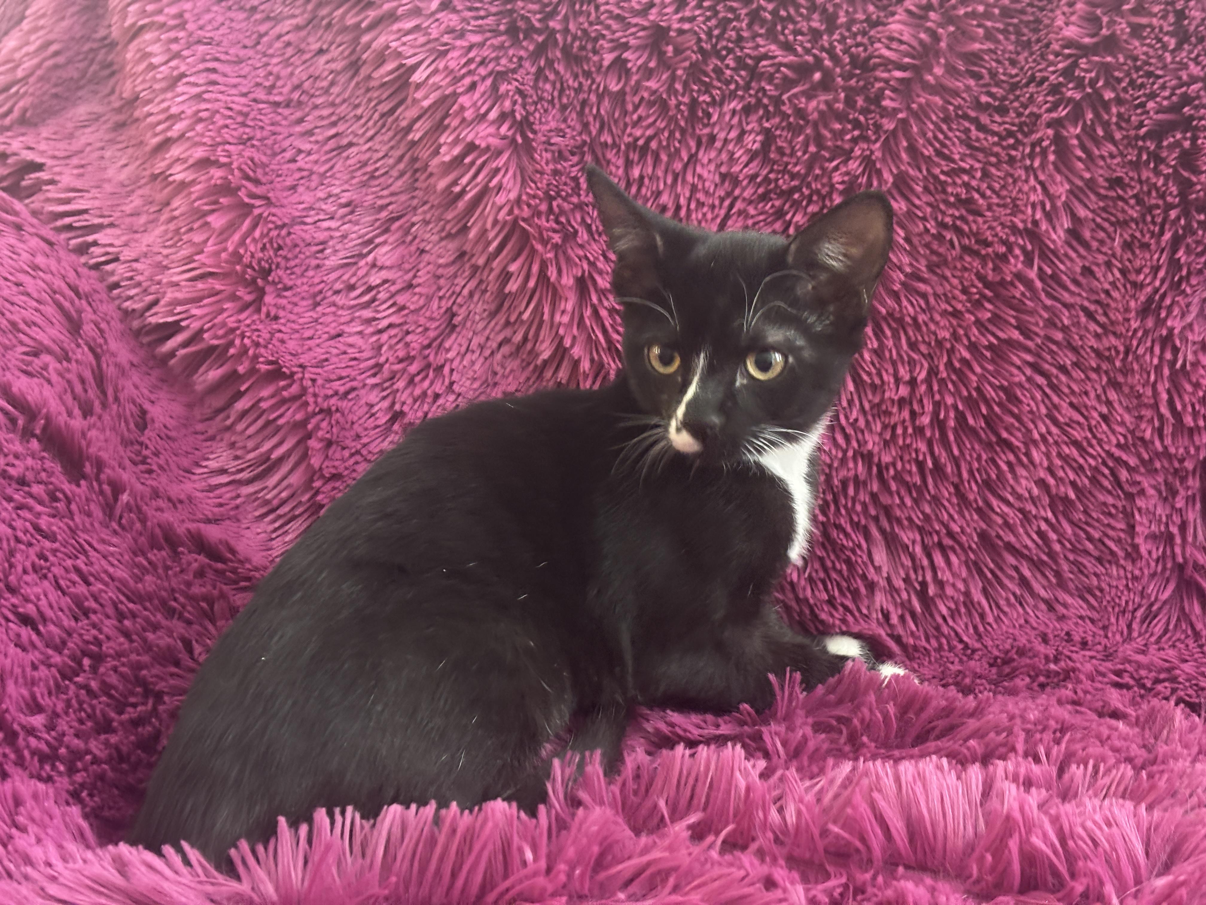 RYLIE - Cuddly, Sweet, Bottle Baby!, a Adoptable Domestic Short Hair in Plano, TX image 5/6