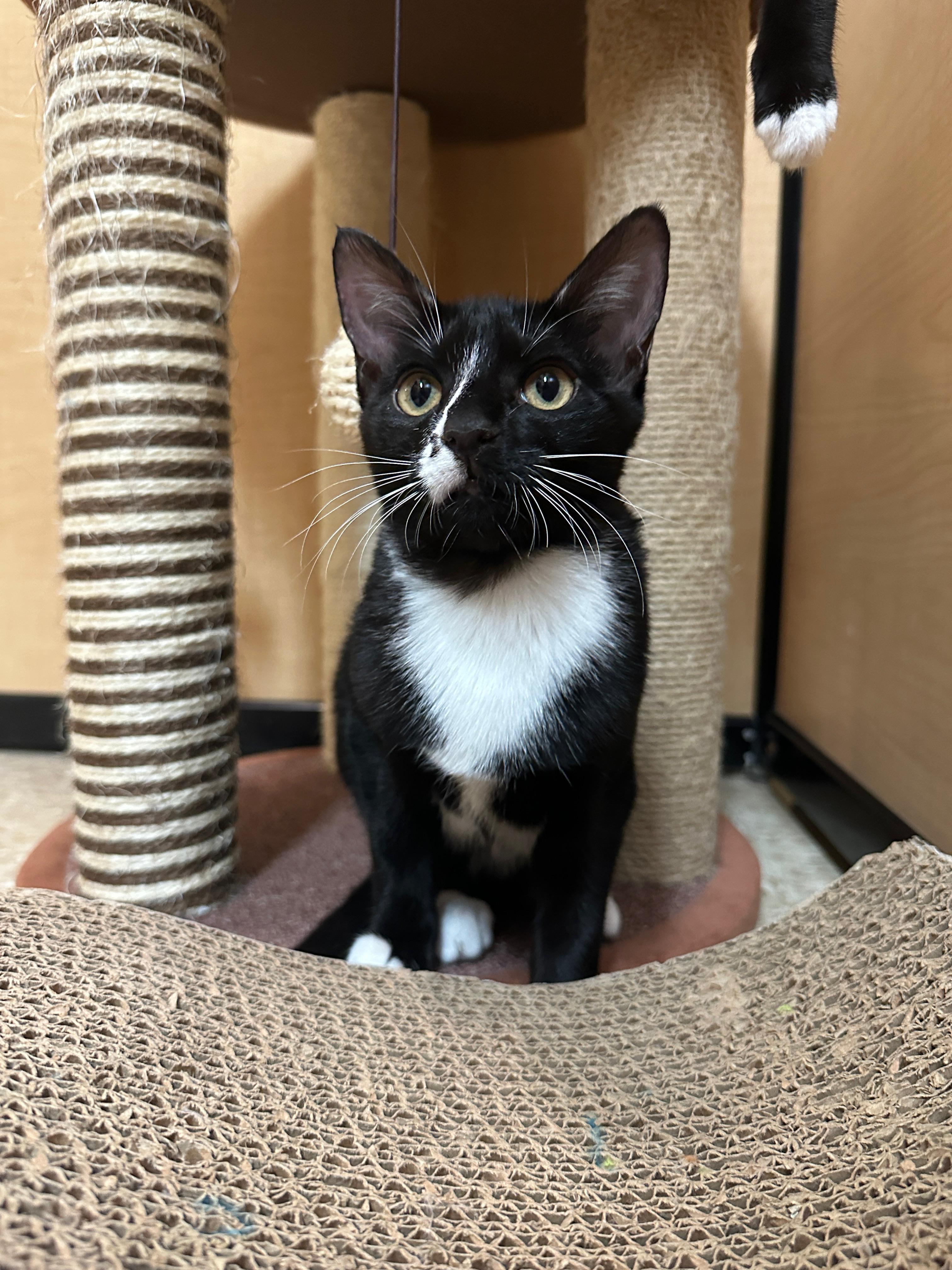 RYLIE - Cuddly, Sweet, Bottle Baby!, a Adoptable Domestic Short Hair in Plano, TX image 2/6