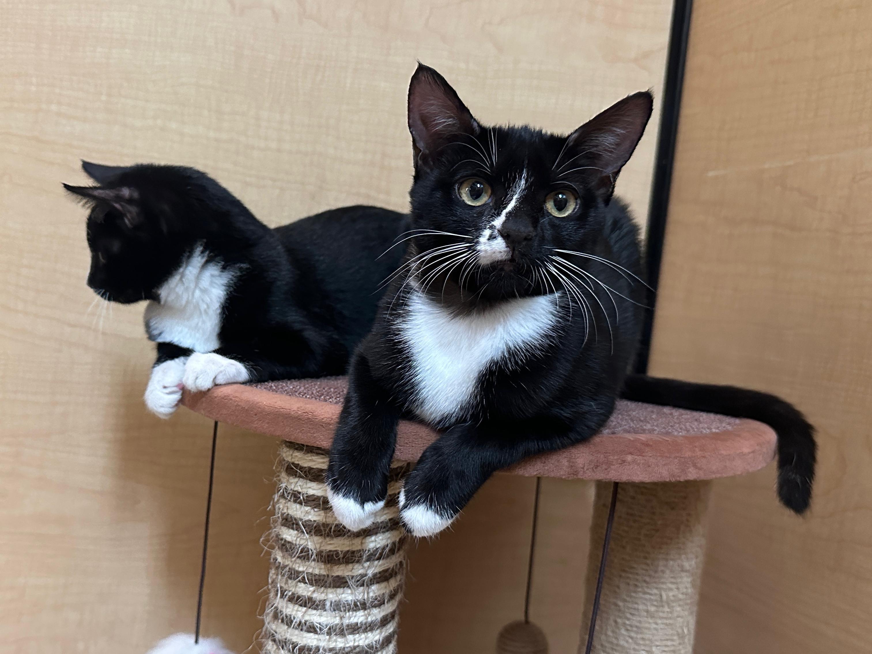 RYLIE - Cuddly, Sweet, Bottle Baby!, a Adoptable Domestic Short Hair in Plano, TX image 3/6