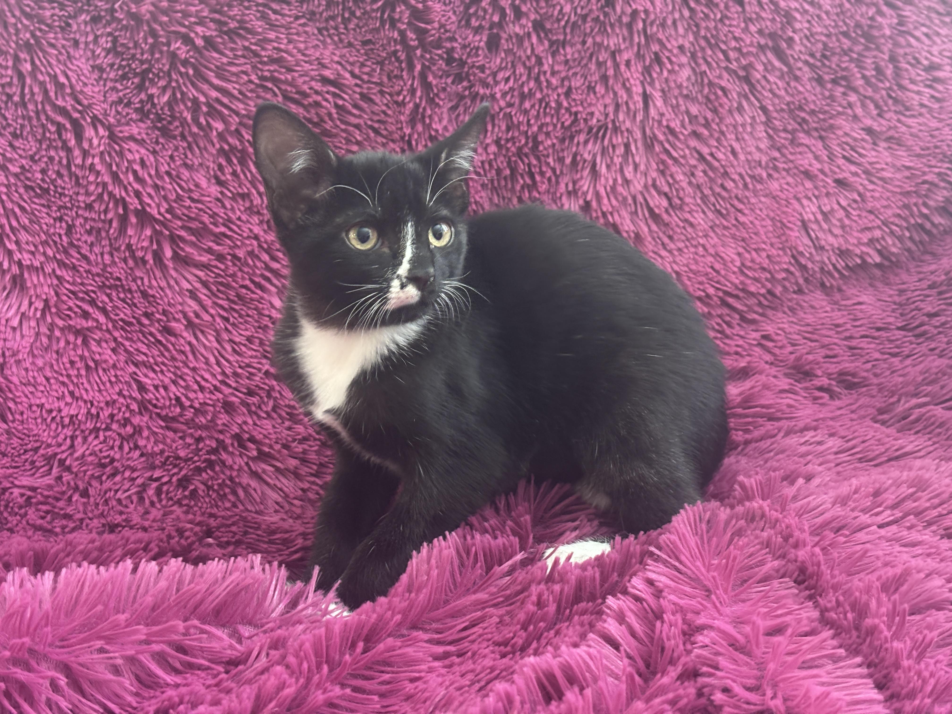 RYLIE - Cuddly, Sweet, Bottle Baby!, a Adoptable Domestic Short Hair in Plano, TX image 6/6