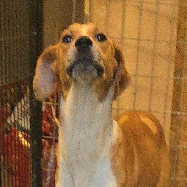 Enlarge Chase, a Adoptable Mixed Breed in Sweetwater, TN image 1/1
