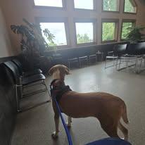 Enlarge Chase, a Adoptable mixed breed in Sweetwater, TN image 4/4