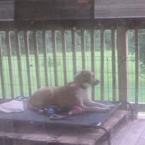 Enlarge Chase, a Adoptable mixed breed in Sweetwater, TN image 1/4