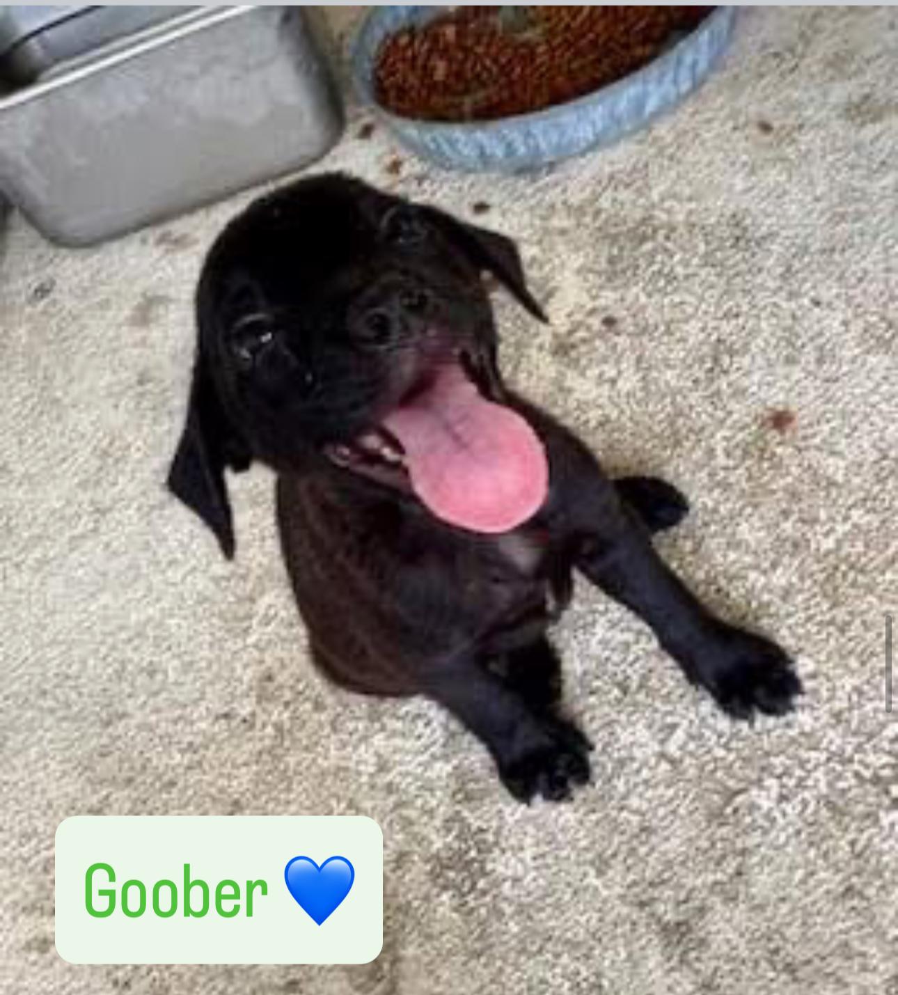 Goober