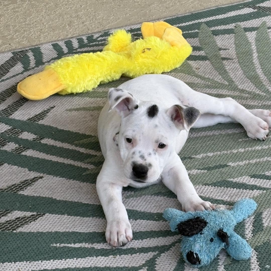 Enlarge Kaelani, an adopted mixed breed in Palm Harbor, FL image 1/1