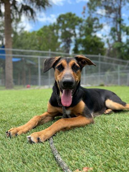 Mazikeen - 2, Adoptable, Young Female Doberman Pinscher & German Shepherd Dog.