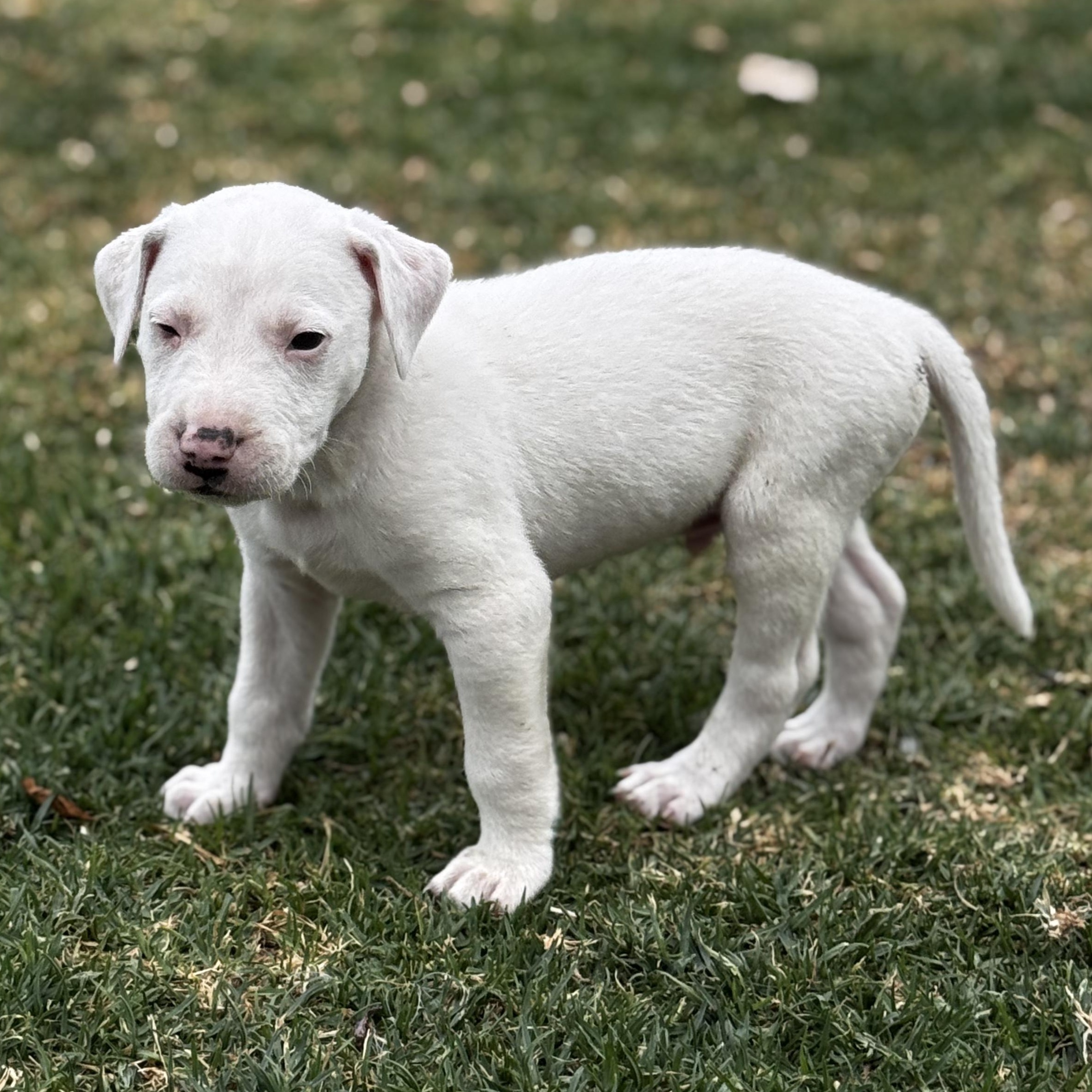 Ross — thumbnail 4