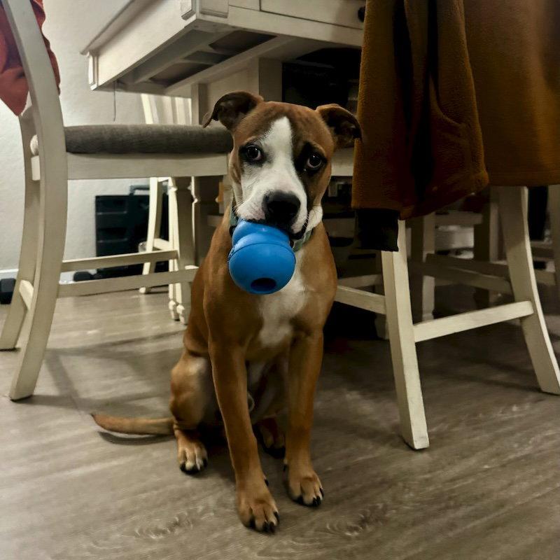 Parker, Adopted, Young Male Boxer.