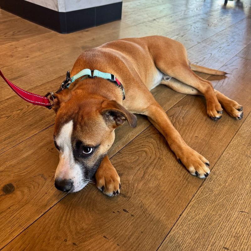 Parker, a Adopted Boxer in San Juan Capistrano, CA image 2/3