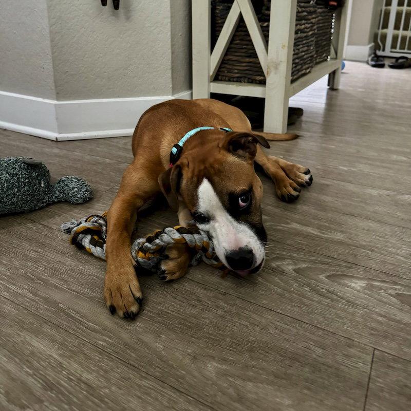 Parker, a Adopted Boxer in San Juan Capistrano, CA image 3/3