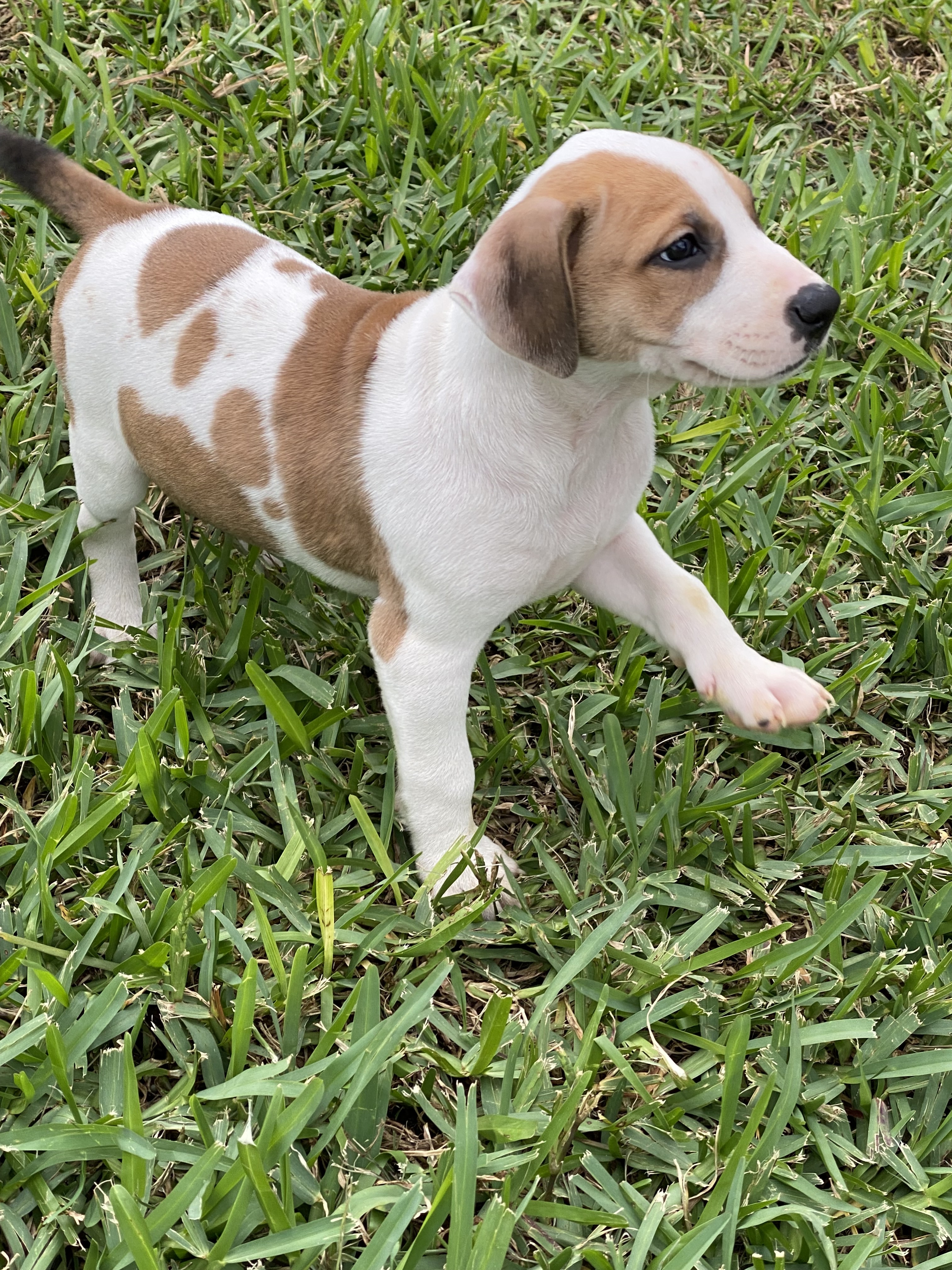 Enlarge Angel, a Adopted mixed breed in Pompano Beach, FL image 1/2
