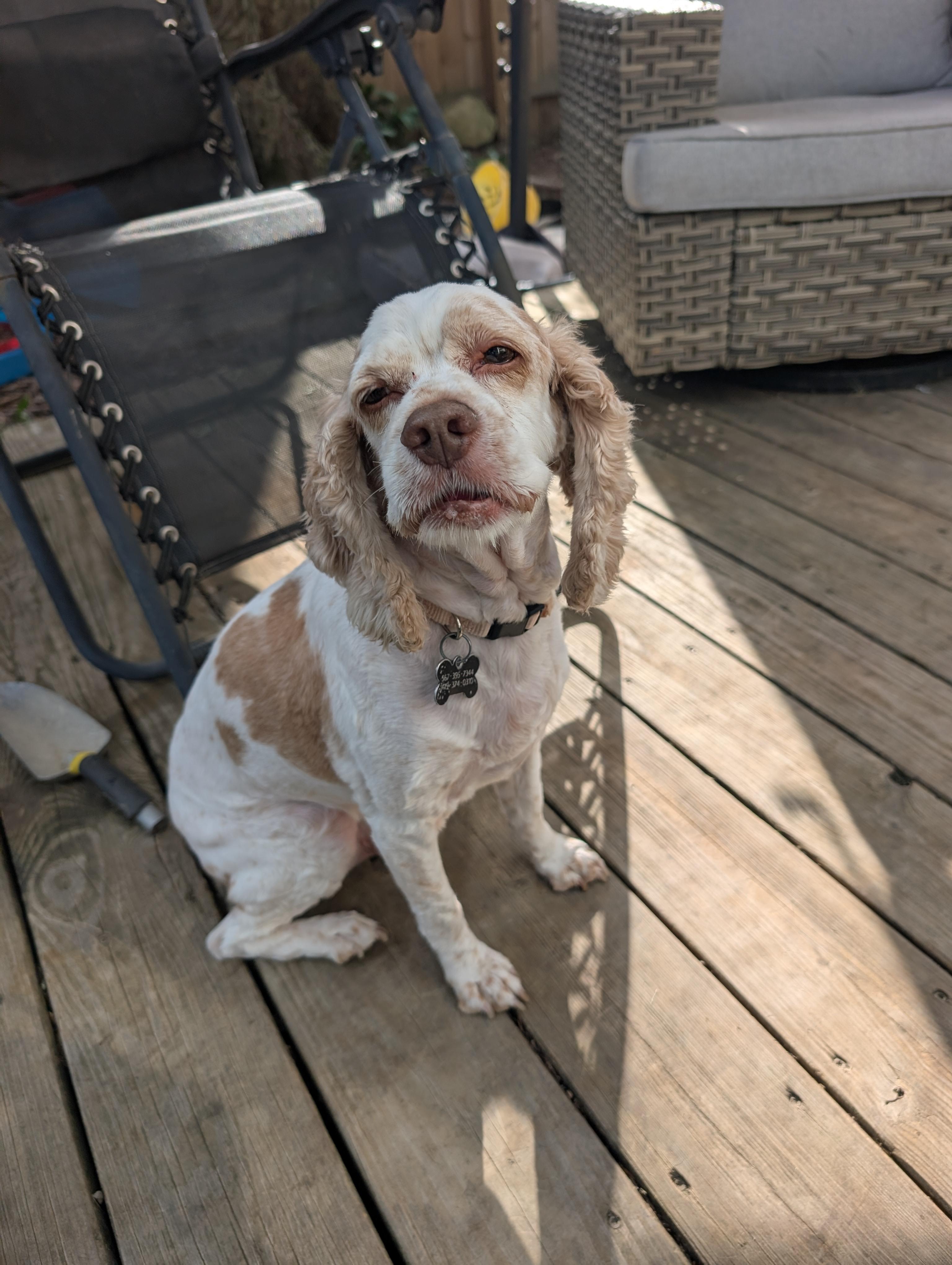 Enlarge Rocky, an adopted Cocker Spaniel in Maumee, OH image 1/1