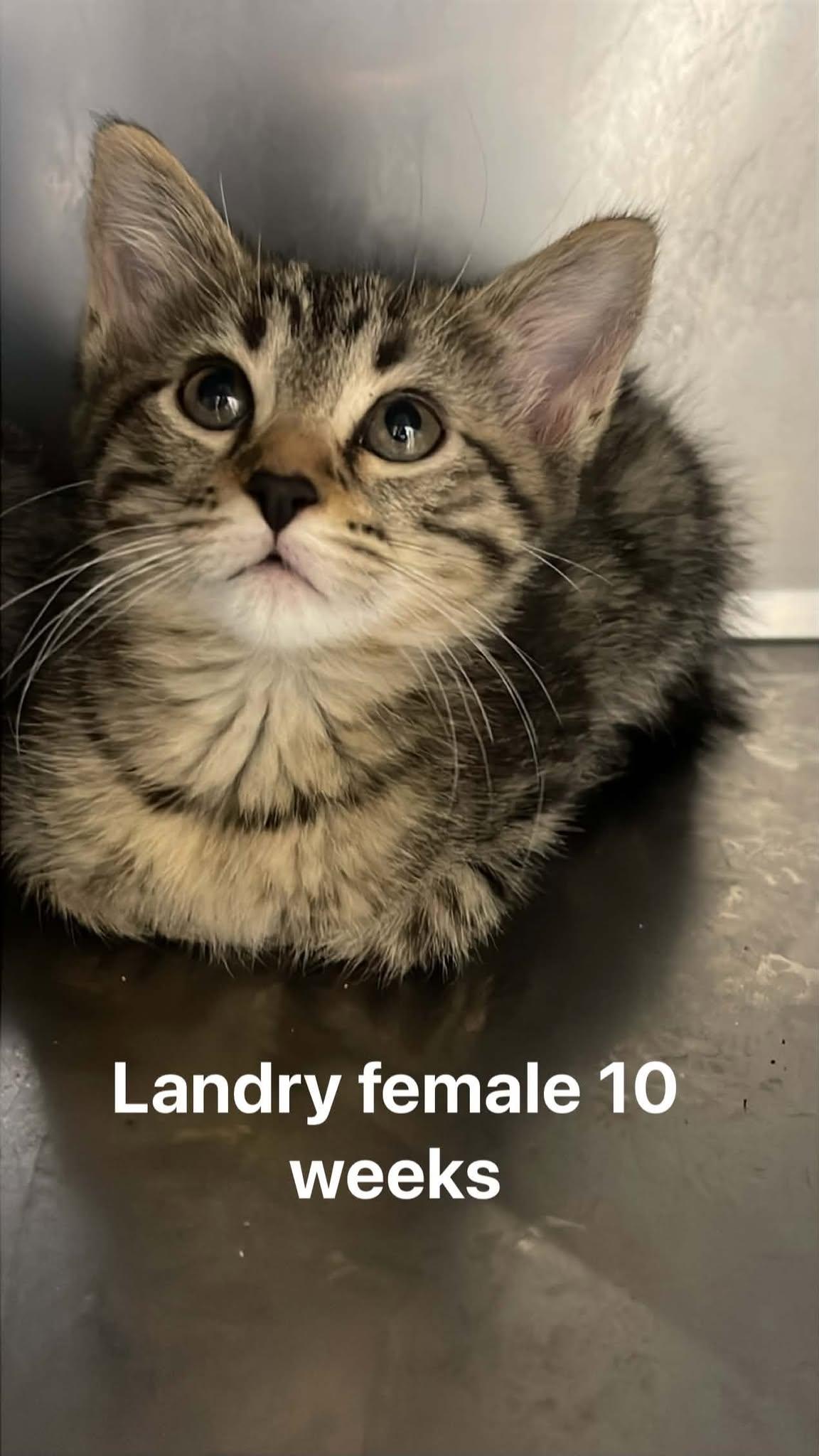 Landry, ADOPTABLE, Kitten Female Domestic Short Hair.
