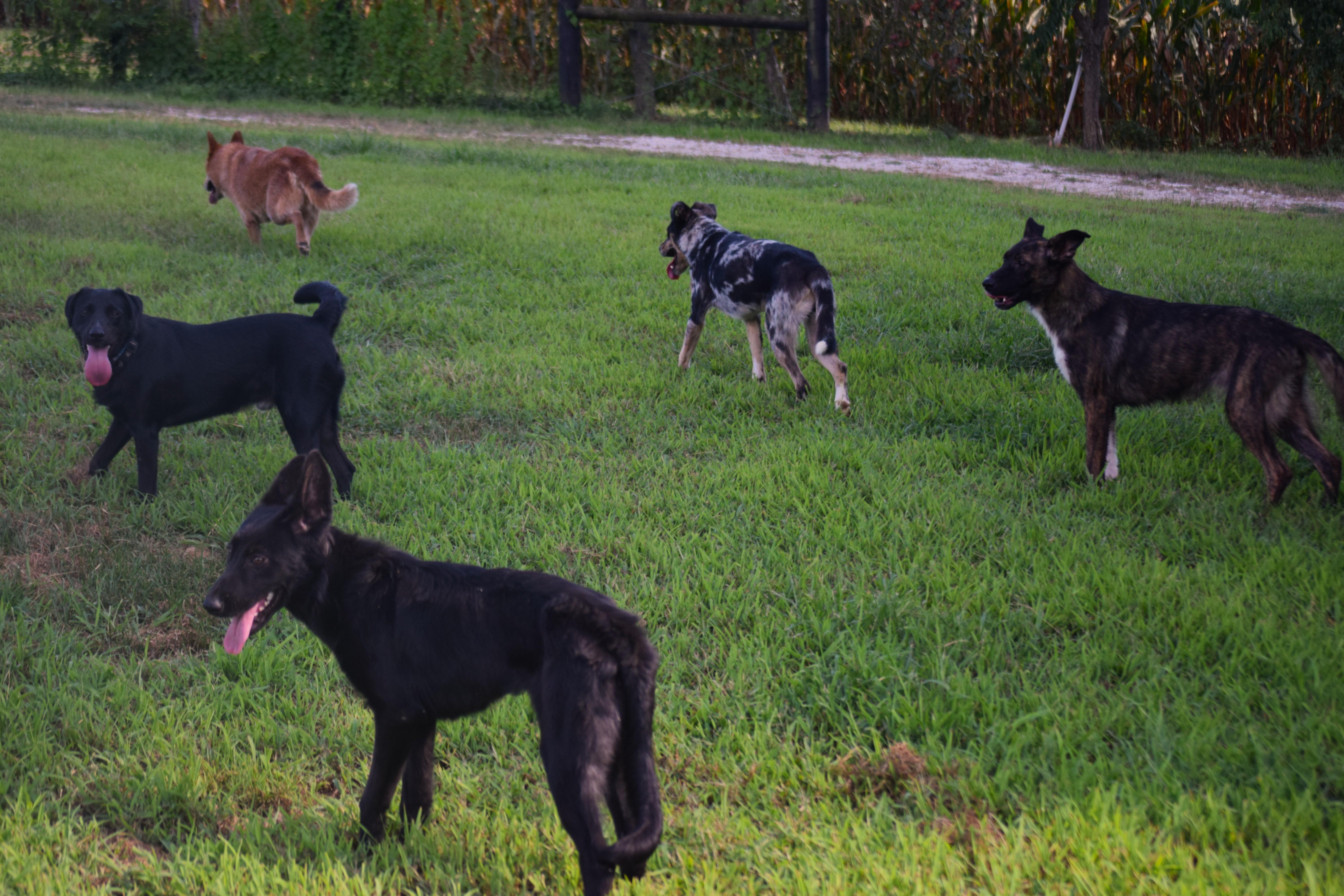 JEPP! - Joyful!, Adoptable, Young Male Black Labrador Retriever.
