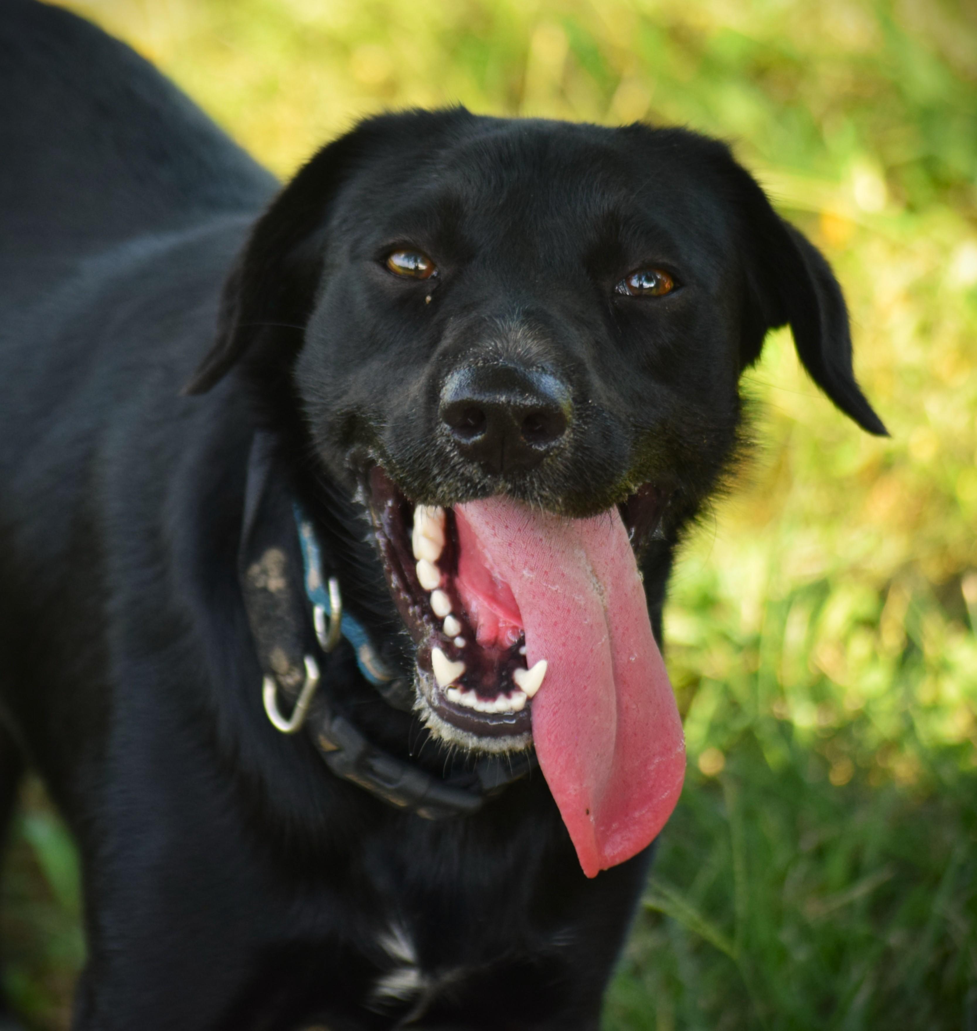 JEPP! - Joyful!, a Adoptable mixed breed in Rockport, IN image 2/6