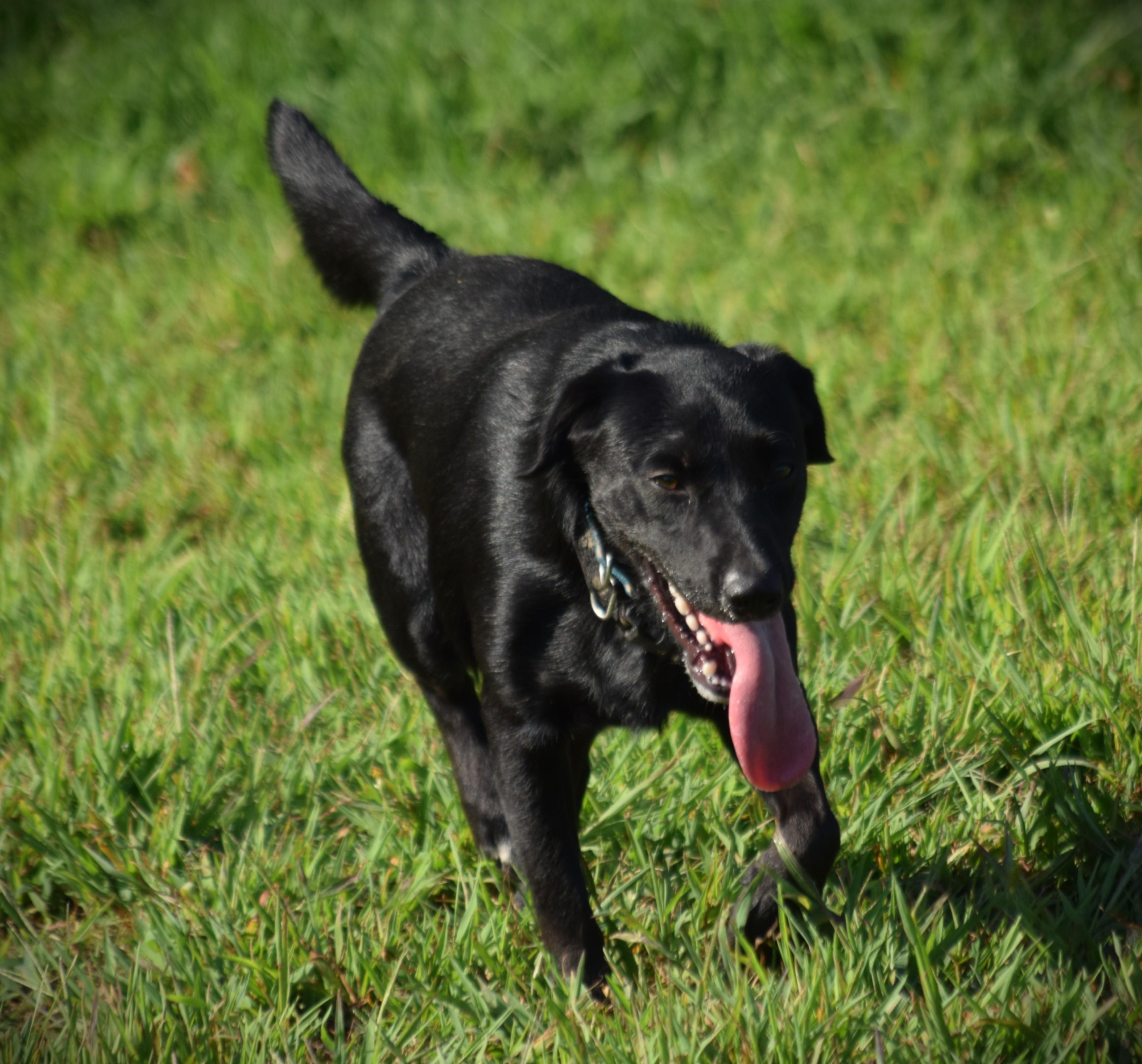 JEPP! - Joyful!, a Adoptable mixed breed in Rockport, IN image 3/6