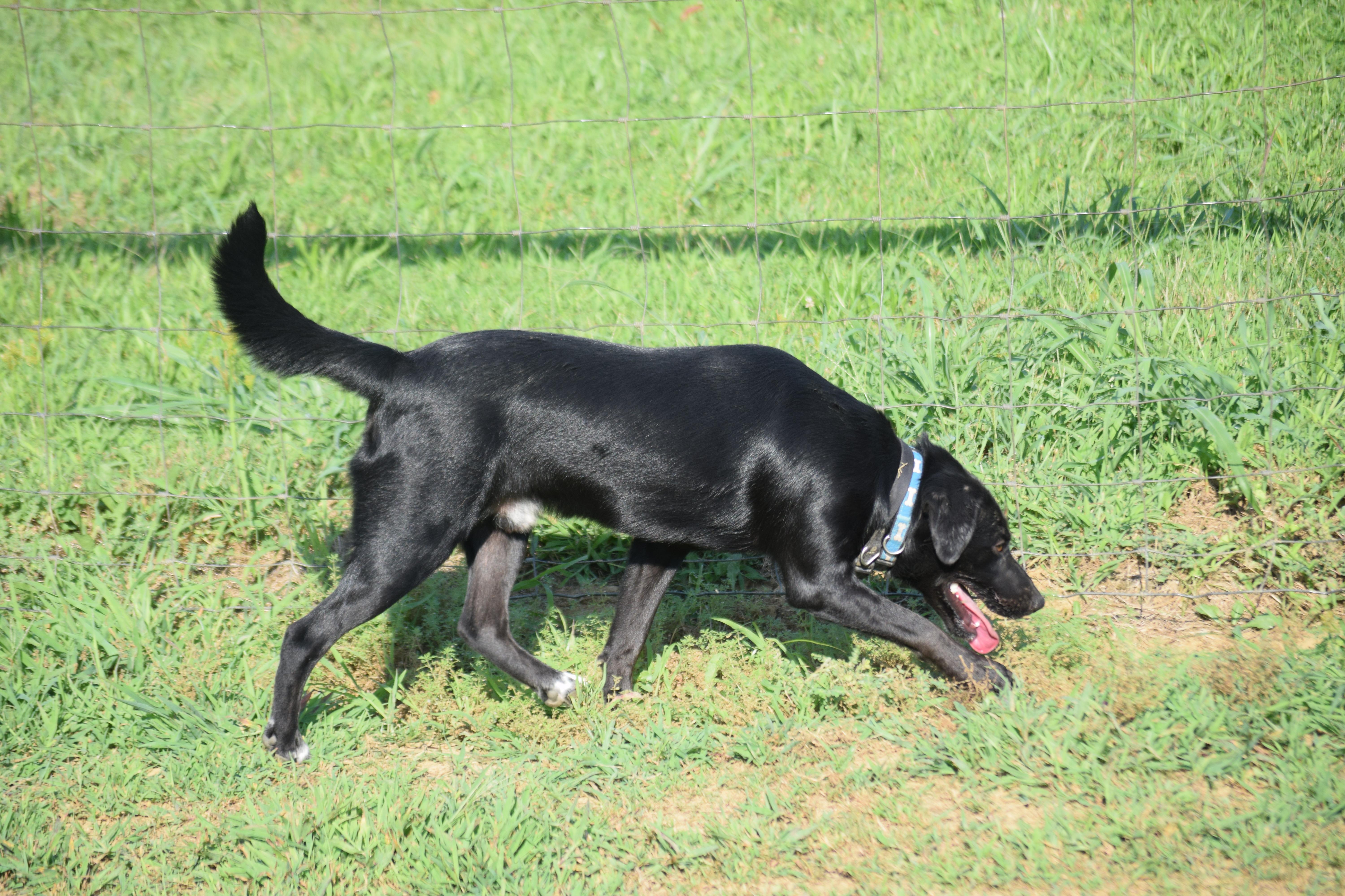 JEPP! - Joyful!, a Adoptable mixed breed in Rockport, IN image 5/6