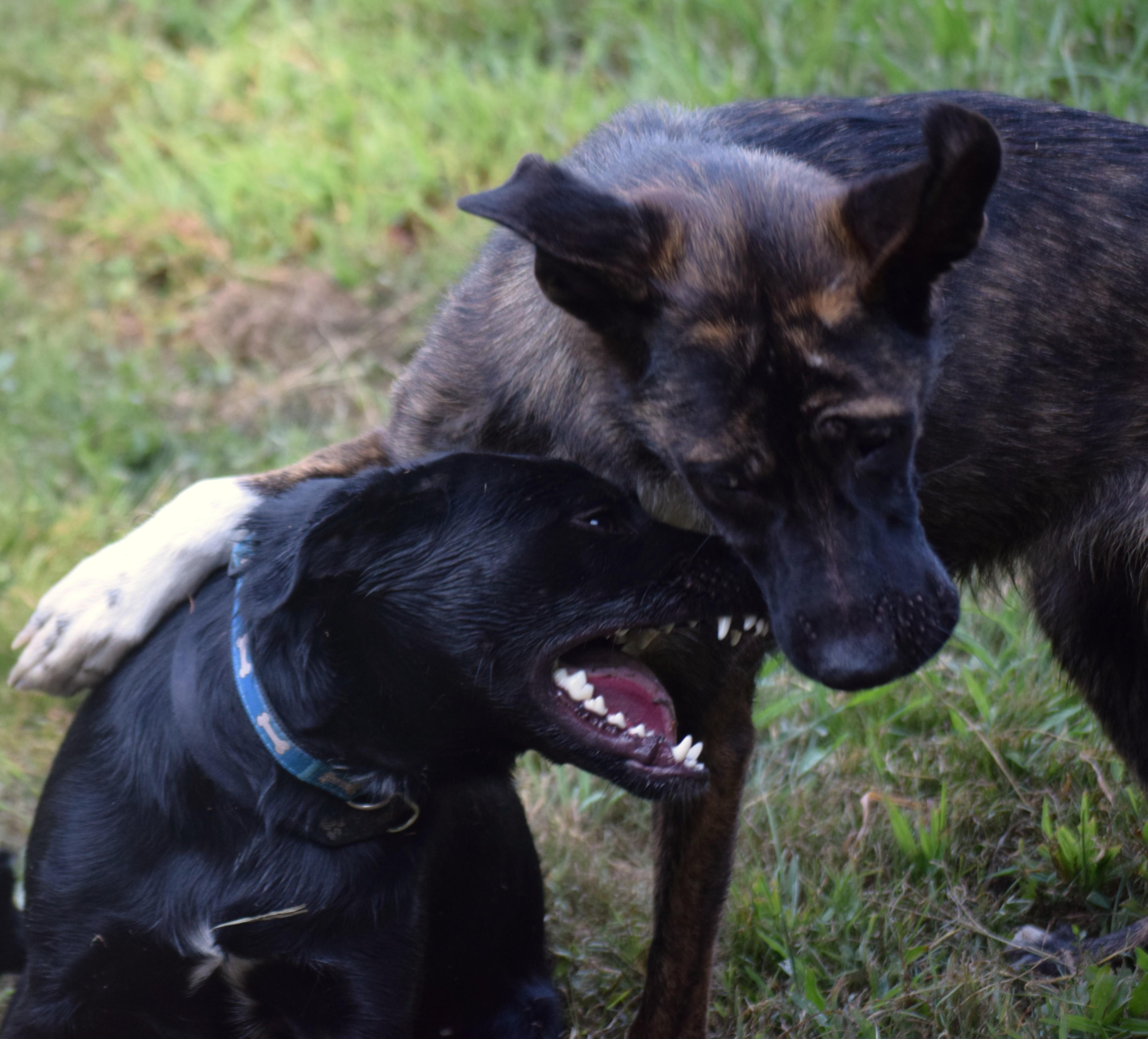 JEPP! - Joyful!, a Adoptable mixed breed in Rockport, IN image 6/6