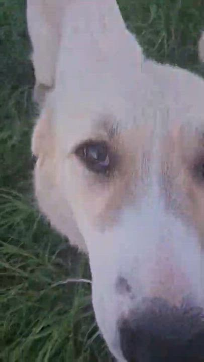 Enlarge Lucy, a Adoptable mixed breed in St Louis, MO video 2/6