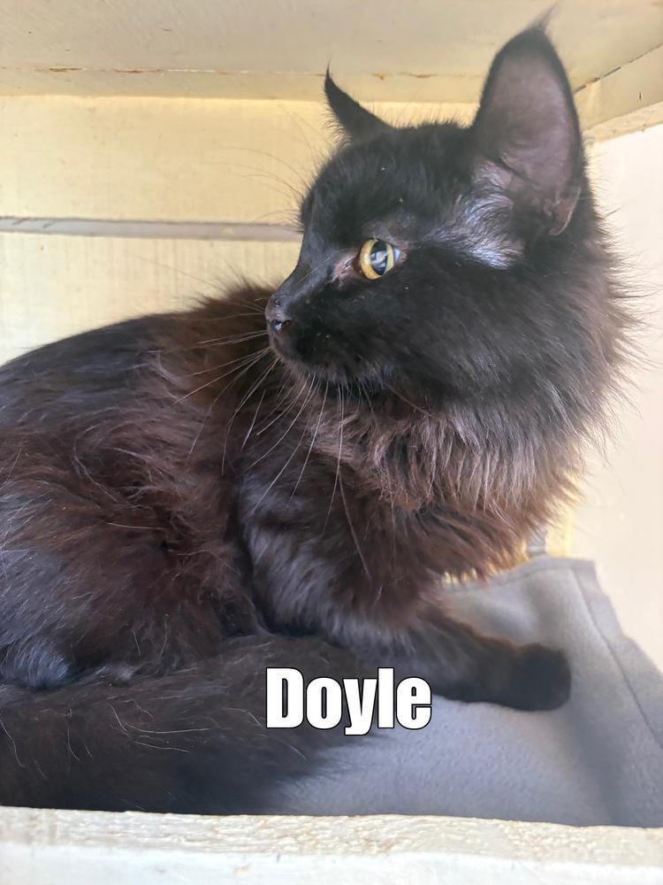 Enlarge Doyle ~ Available at PetSmart Warsaw, IN!!, a Adoptable Domestic Medium Hair in Rochester, IN image 1/1