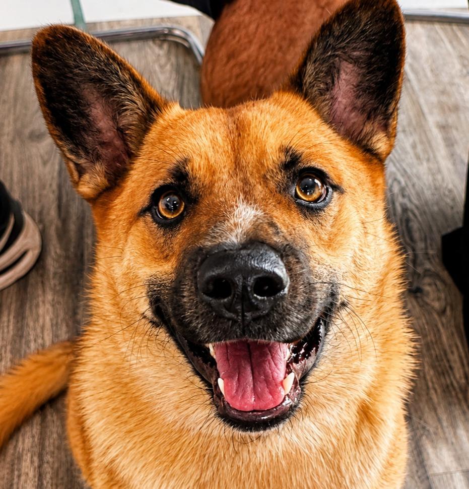 Bruno (Cell Dog), Adoptable, Young Male German Shepherd Dog & Mixed Breed.