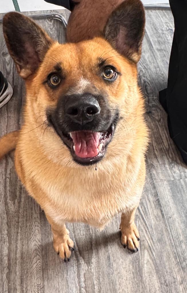 Bruno (Cell Dog), a Adoptable mixed breed in Labelle, FL image 2/2