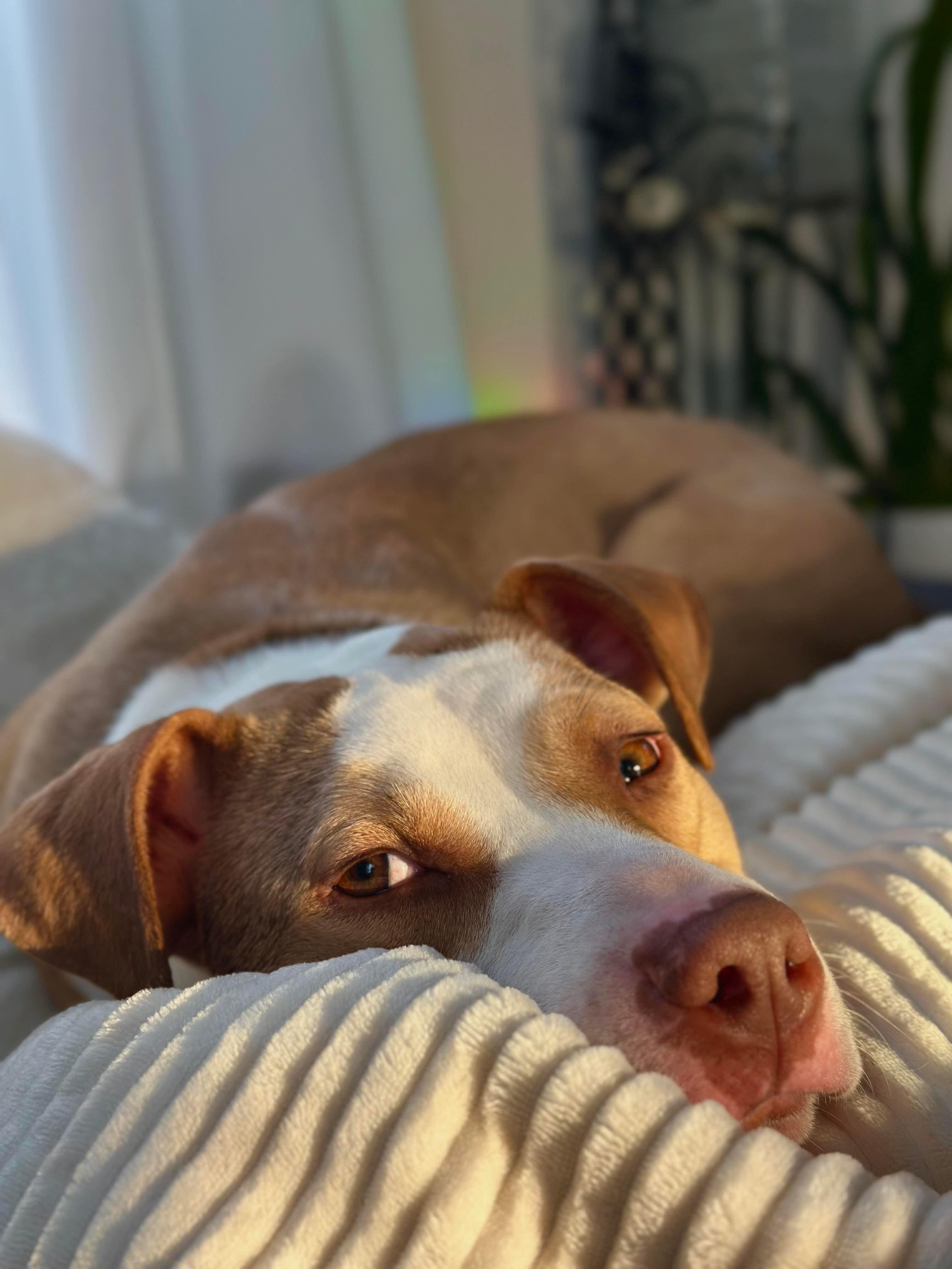 Nova, an adoptable Pit Bull Terrier, Foxhound in Mount Morris, MI, 48458 | Photo Image 2