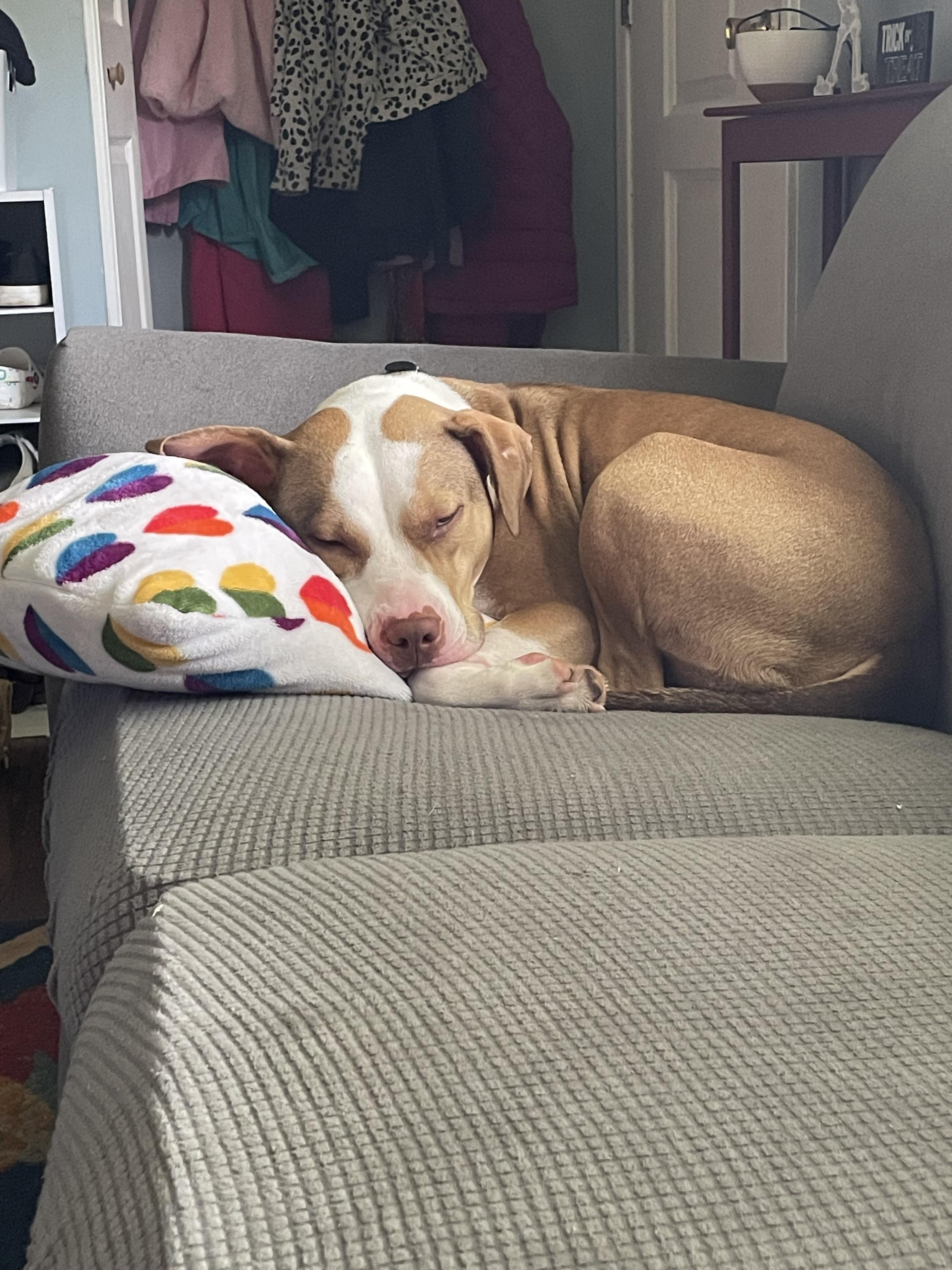 Nova, an adoptable Pit Bull Terrier, Foxhound in Mount Morris, MI, 48458 | Photo Image 5