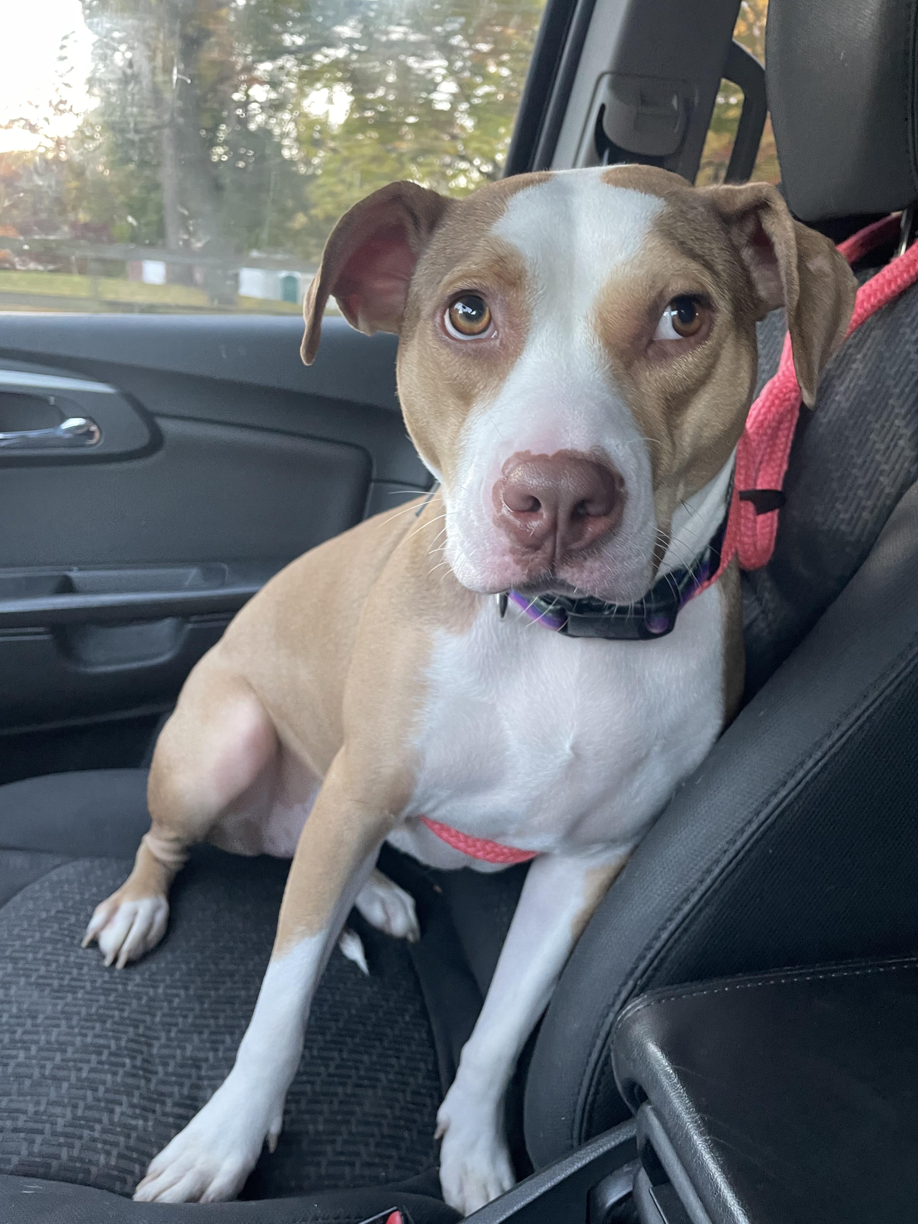 Nova, an adoptable Pit Bull Terrier, Foxhound in Mount Morris, MI, 48458 | Photo Image 4